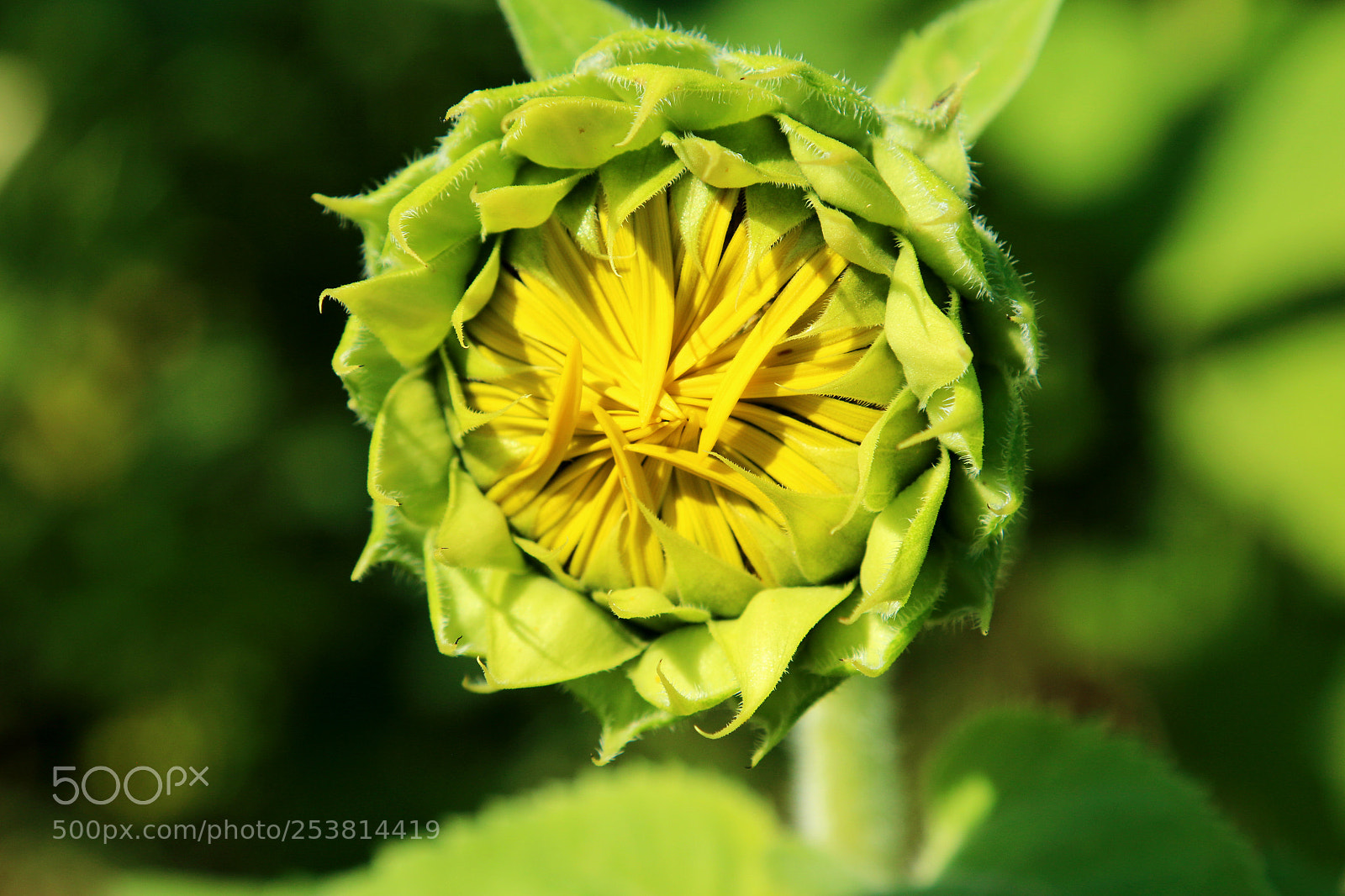 Canon EOS 70D sample photo. Img photography