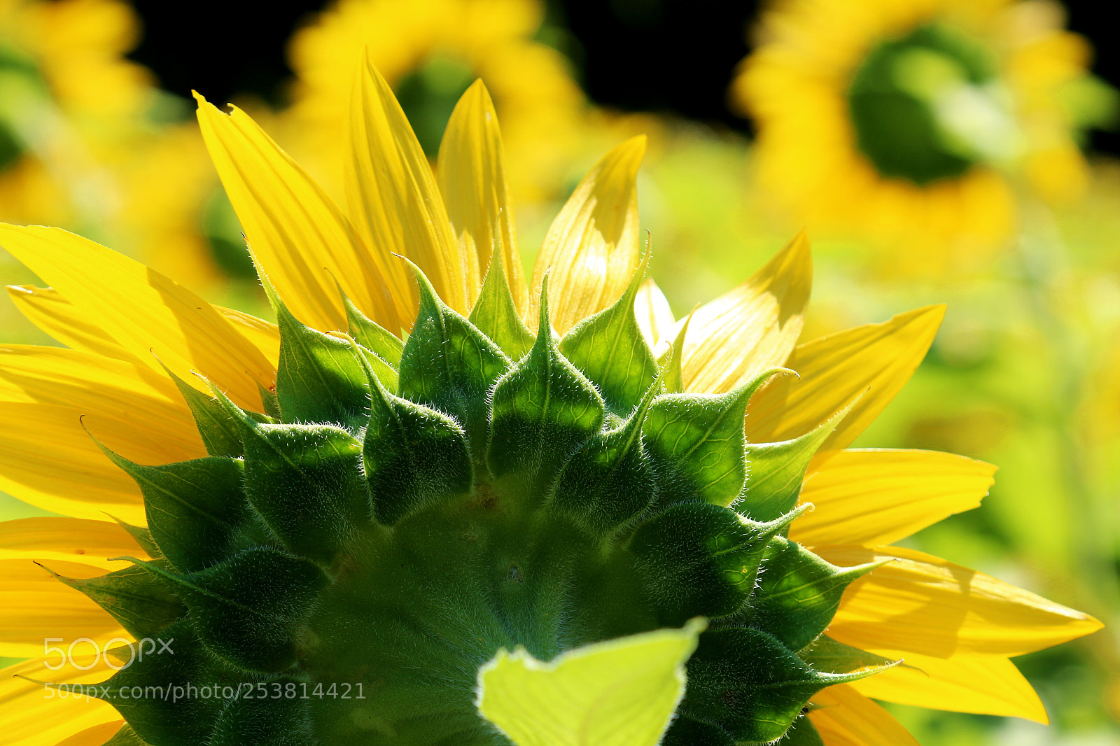 Canon EOS 70D sample photo. Img photography