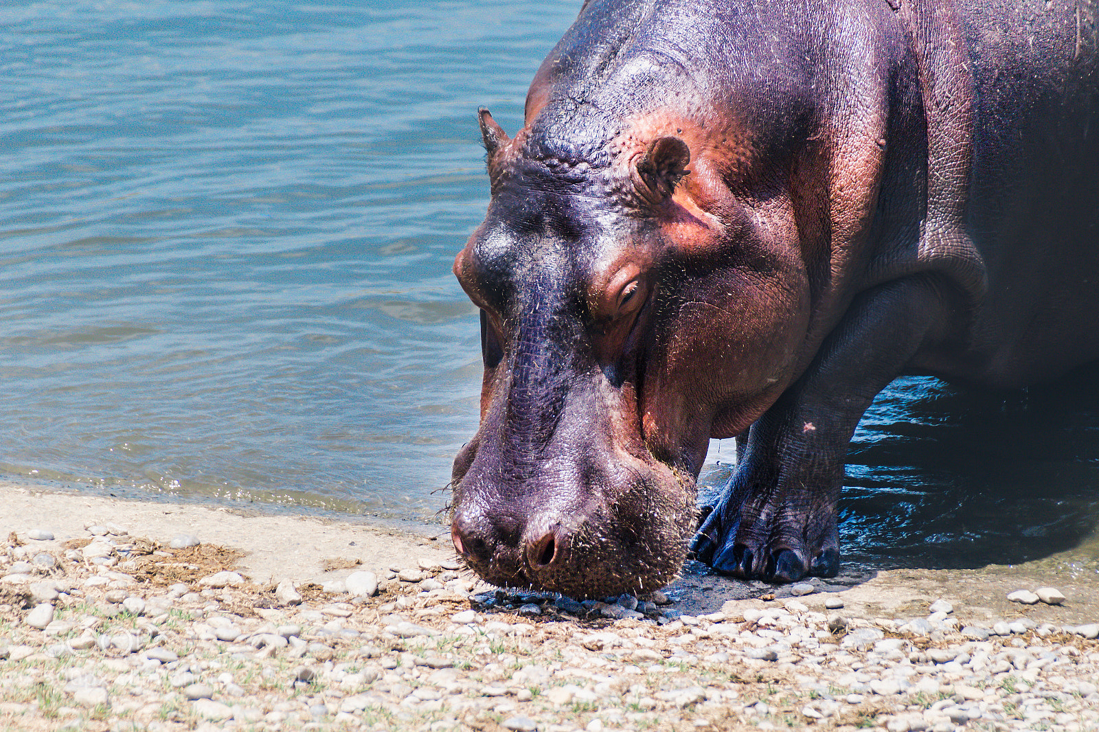 Canon EOS 1200D (EOS Rebel T5 / EOS Kiss X70 / EOS Hi) sample photo. Hippo getting out of photography