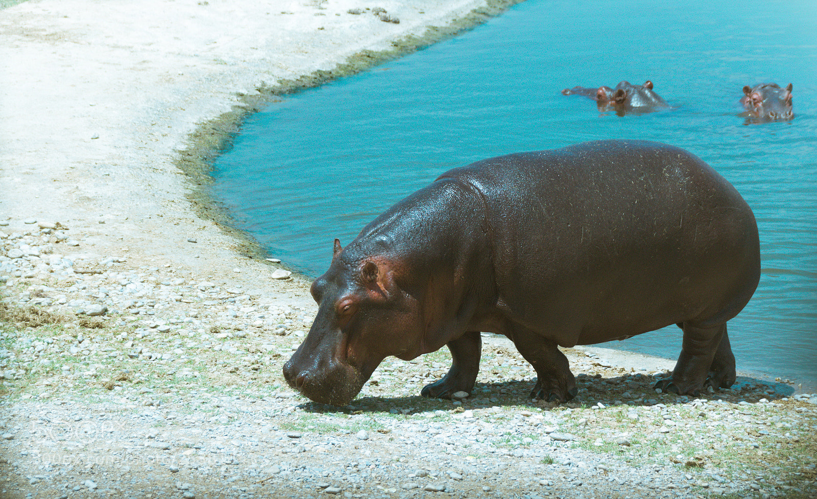 Canon EOS 1200D (EOS Rebel T5 / EOS Kiss X70 / EOS Hi) sample photo. Hippo walking outside a photography