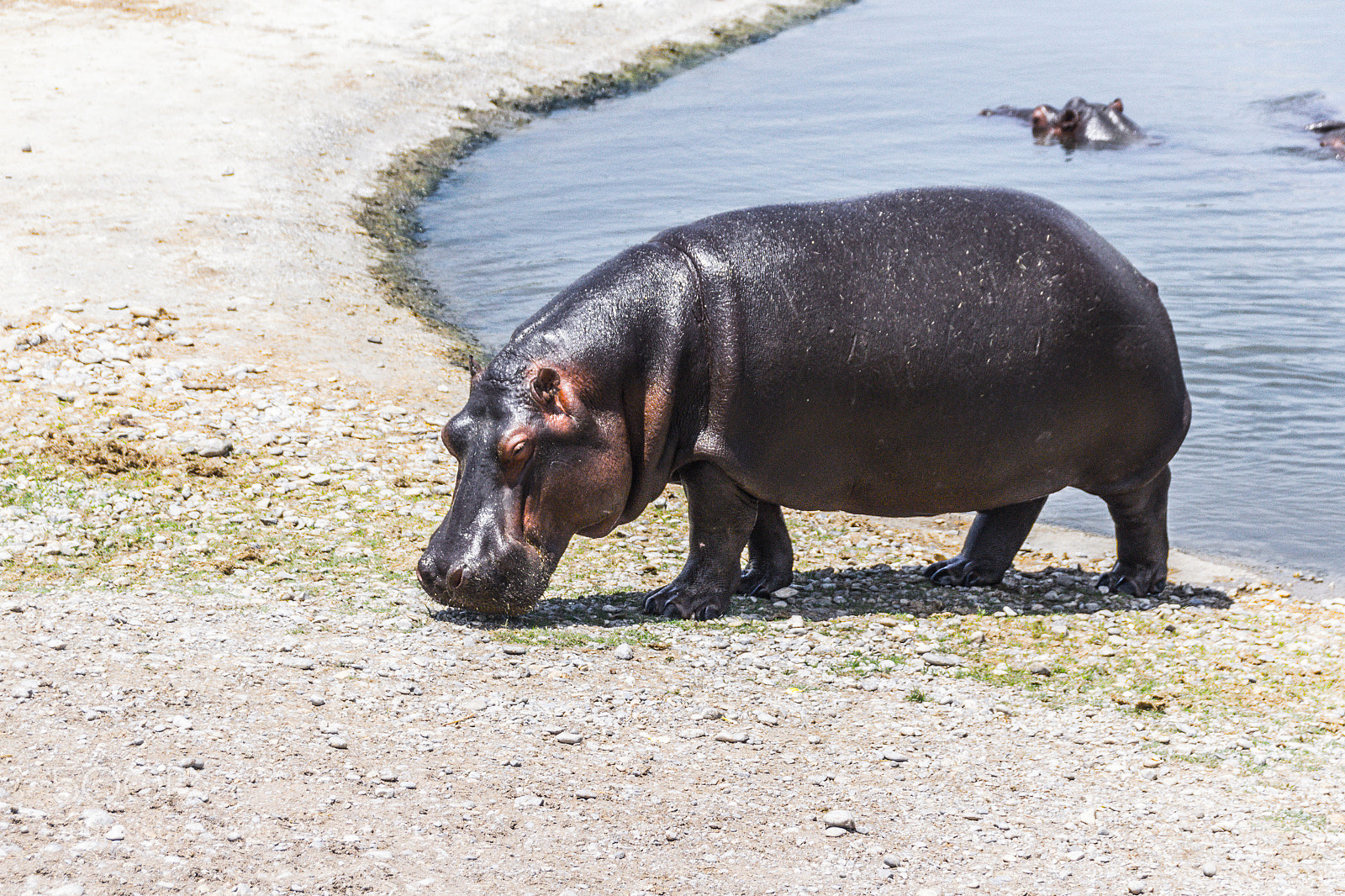 Canon EOS 1200D (EOS Rebel T5 / EOS Kiss X70 / EOS Hi) sample photo. Hippo walking outside a photography