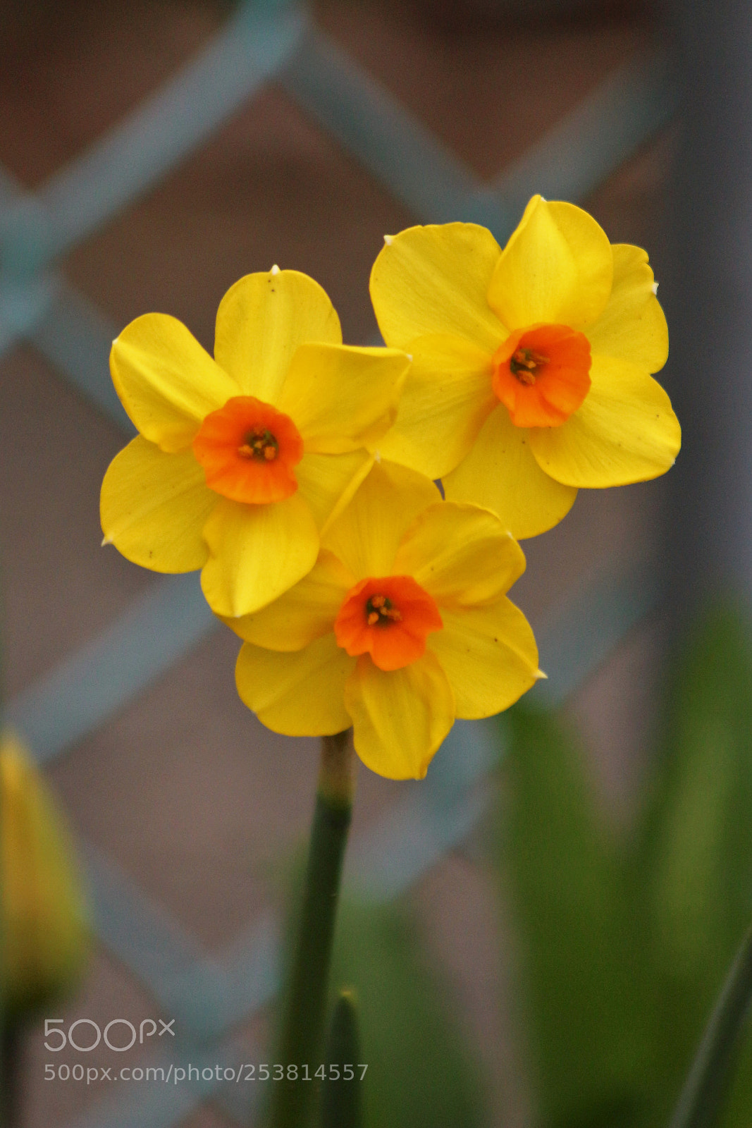 Canon EOS 700D (EOS Rebel T5i / EOS Kiss X7i) sample photo. The triad photography