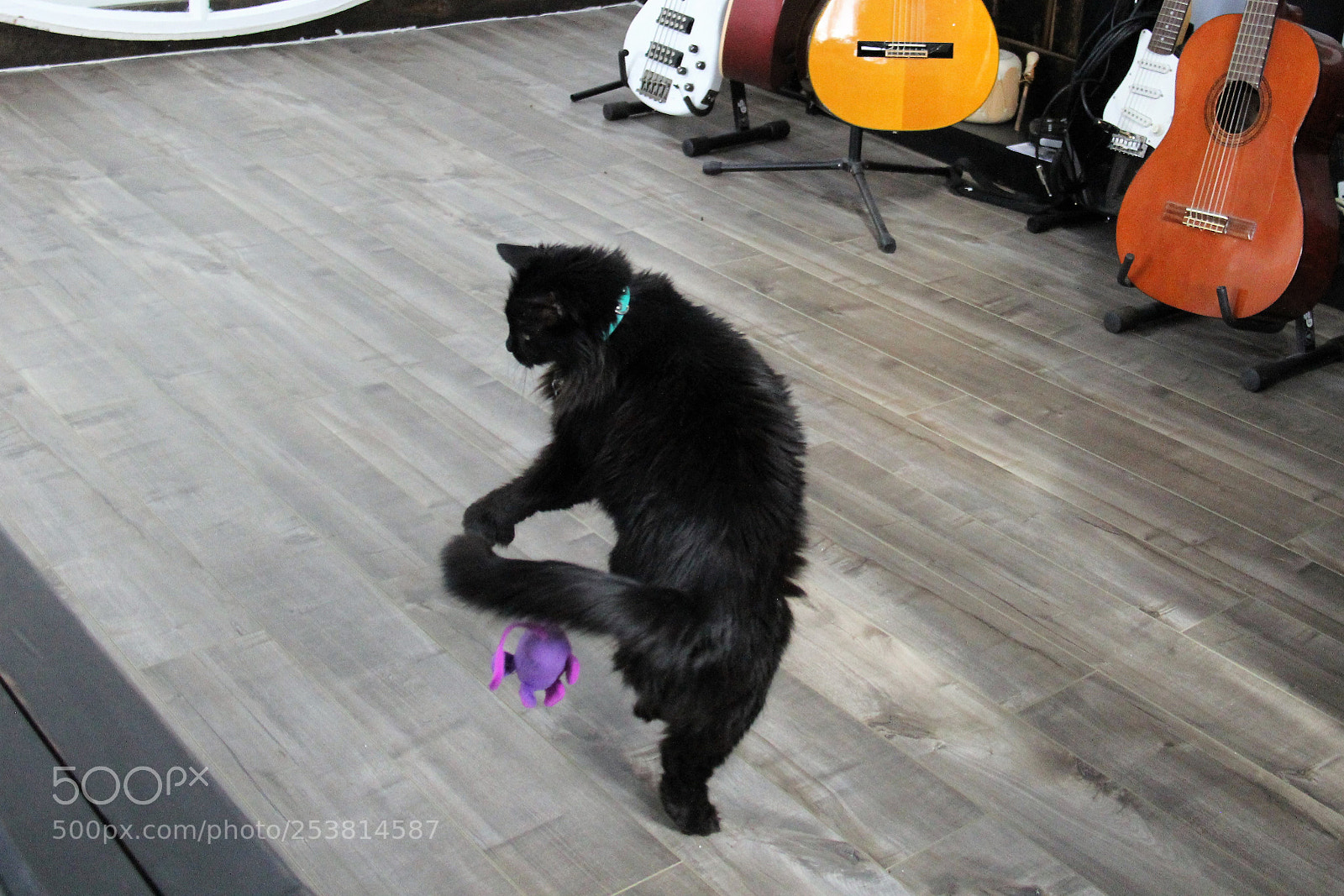Canon EOS 60D sample photo. Catplay photography