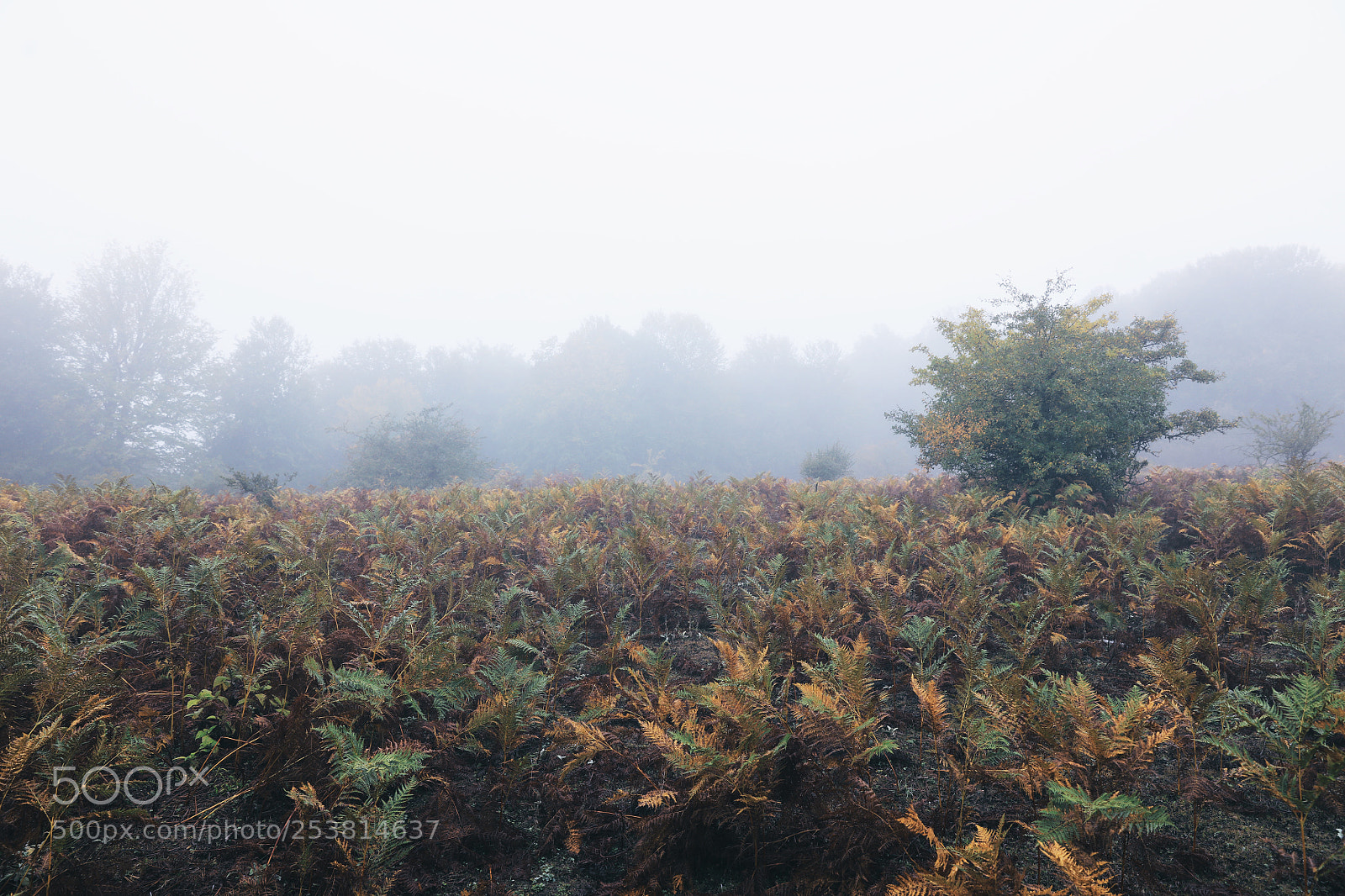 Canon EOS 5DS R sample photo. Blue forest photography