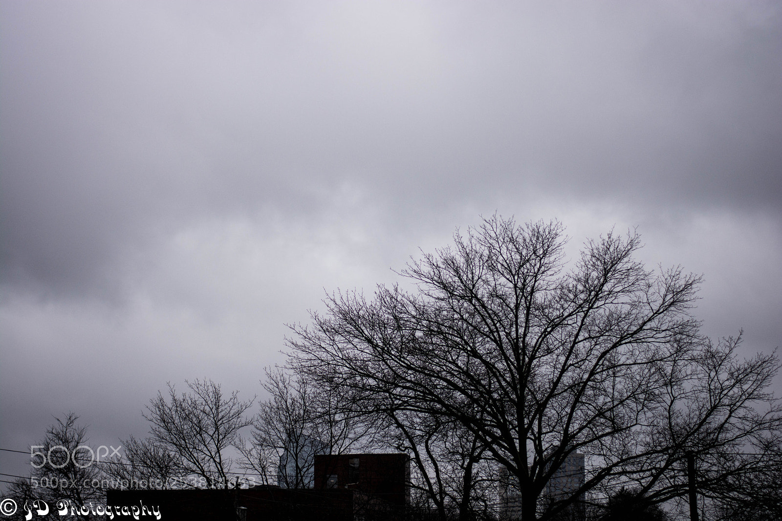 Nikon D7100 sample photo. Branched out photography