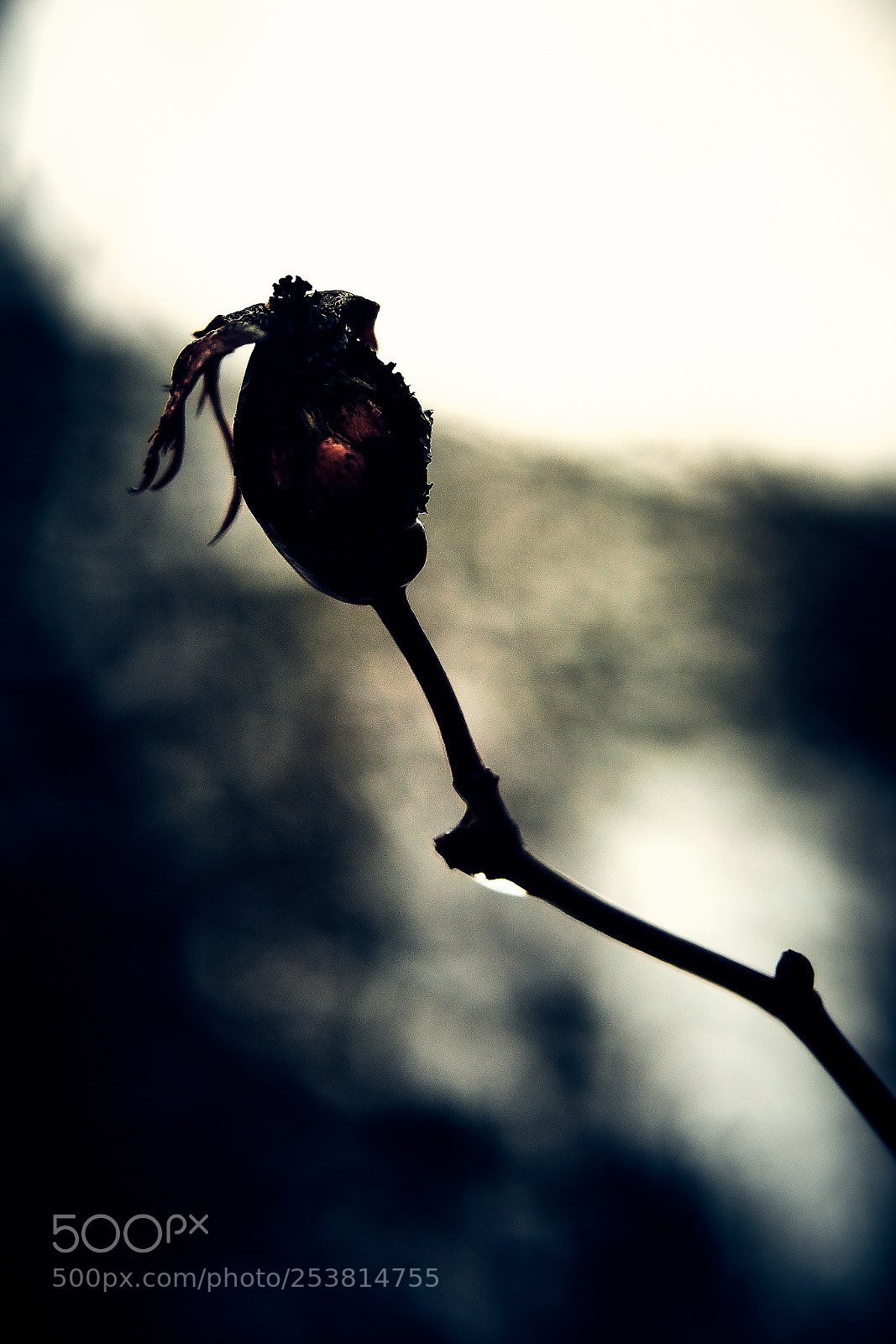 Sony ILCA-77M2 sample photo. Seed no more photography