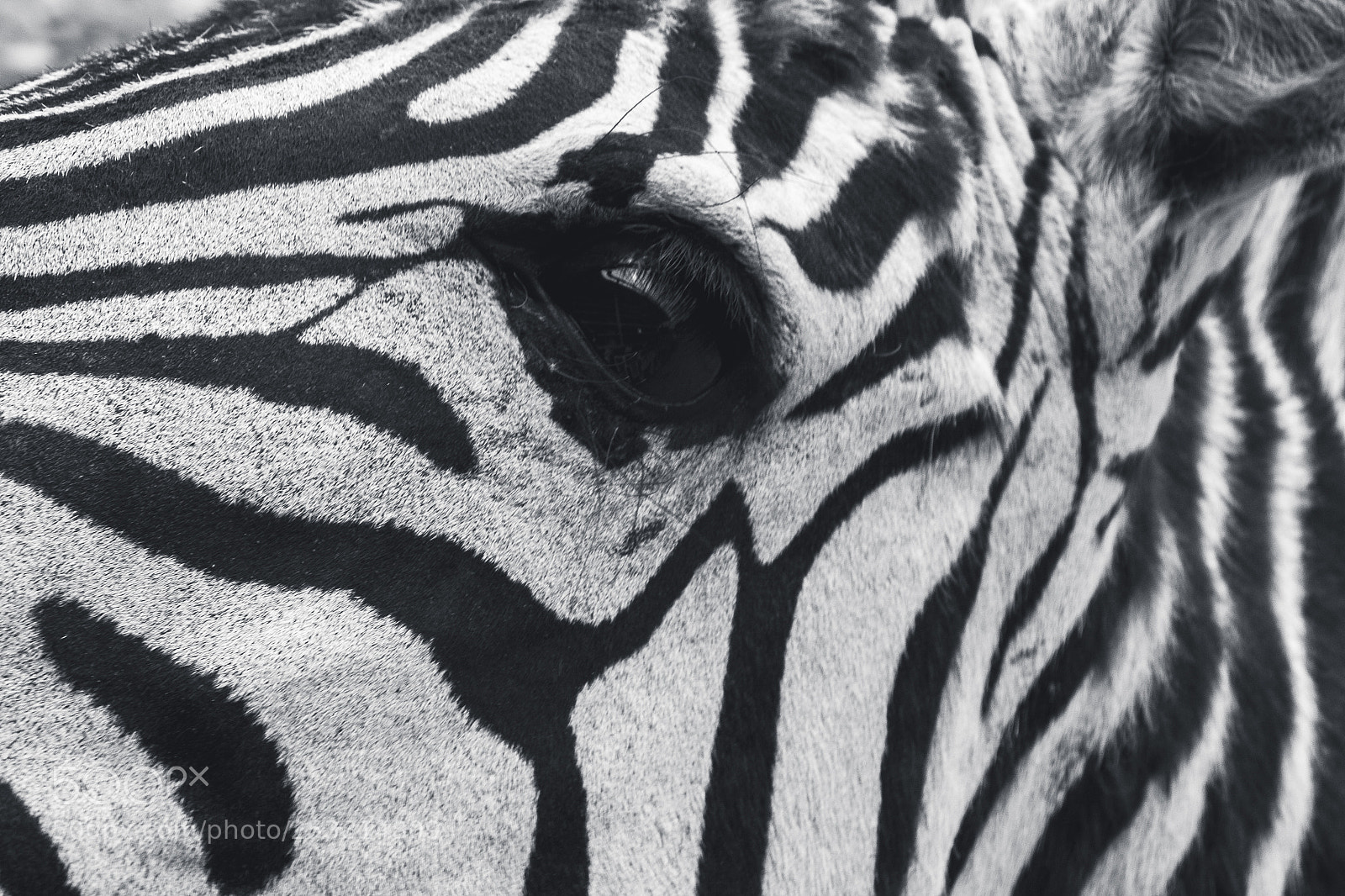 Canon EOS 1200D (EOS Rebel T5 / EOS Kiss X70 / EOS Hi) sample photo. Zebra eye and skin photography