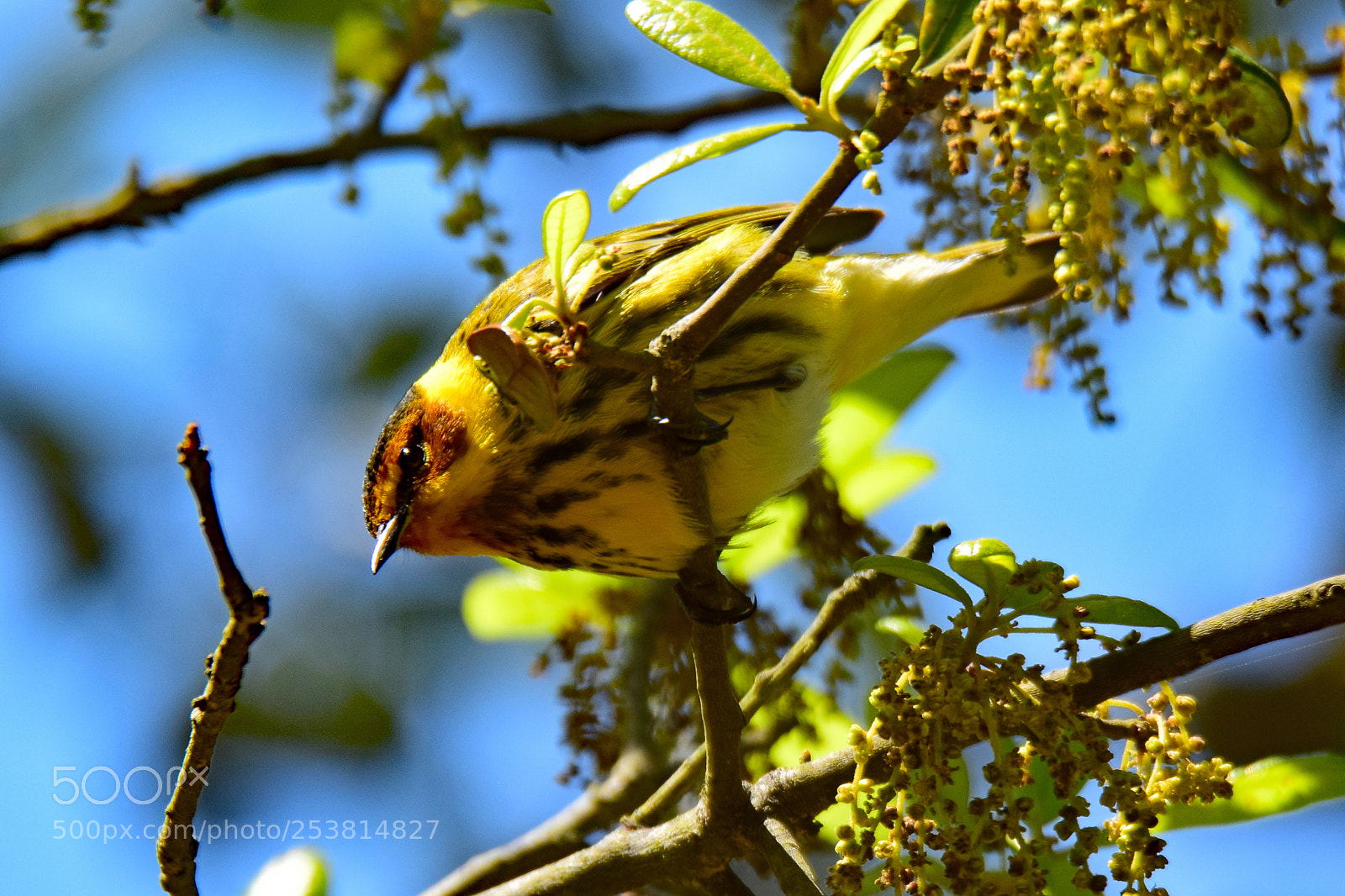 Nikon D5300 sample photo. Cape may warbler photography