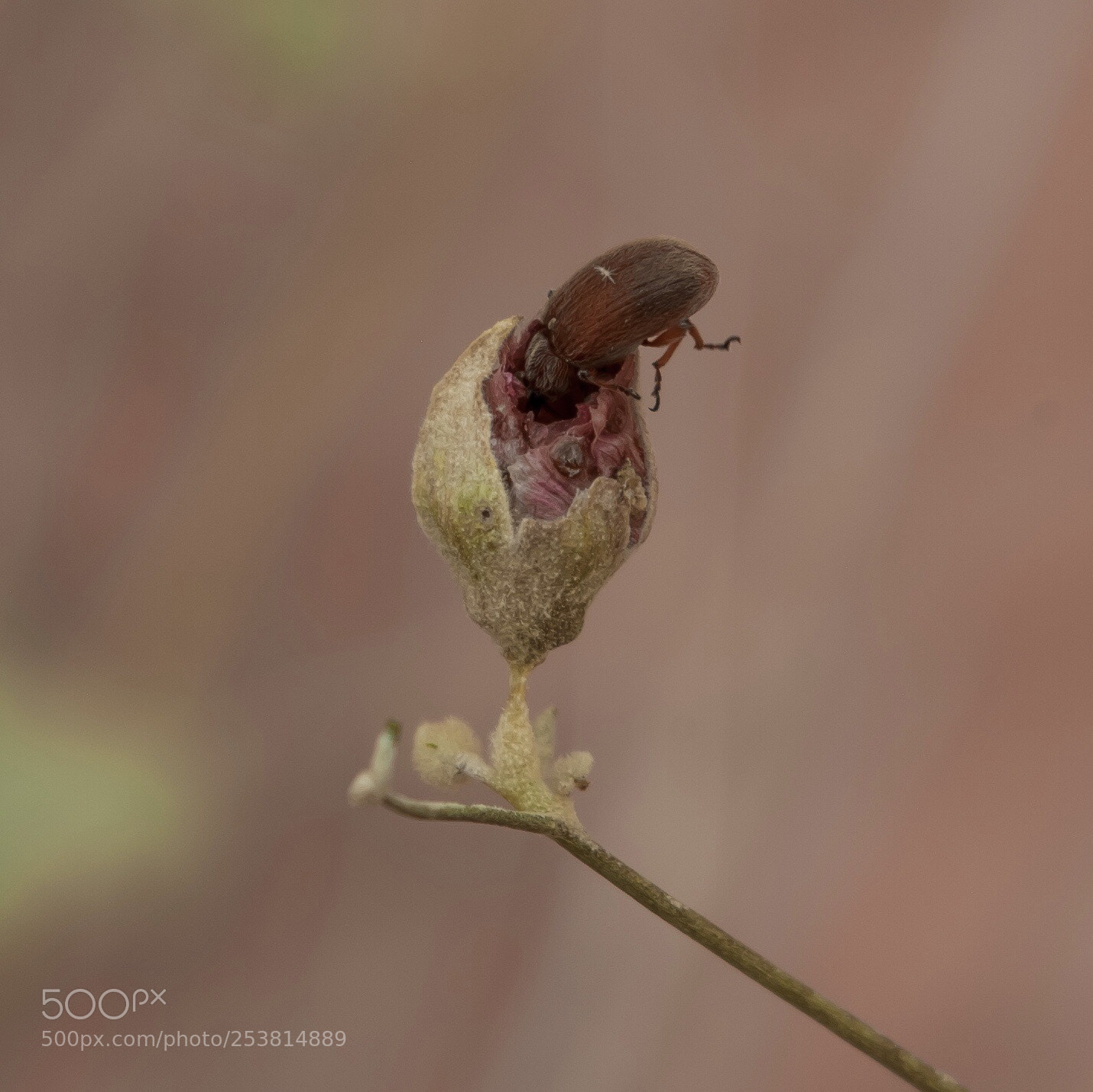 Pentax K10D sample photo. Bug stuff photography