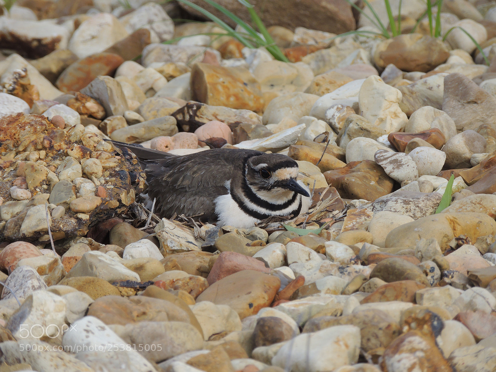Nikon Coolpix P510 sample photo. Nesting killdeer bird photography