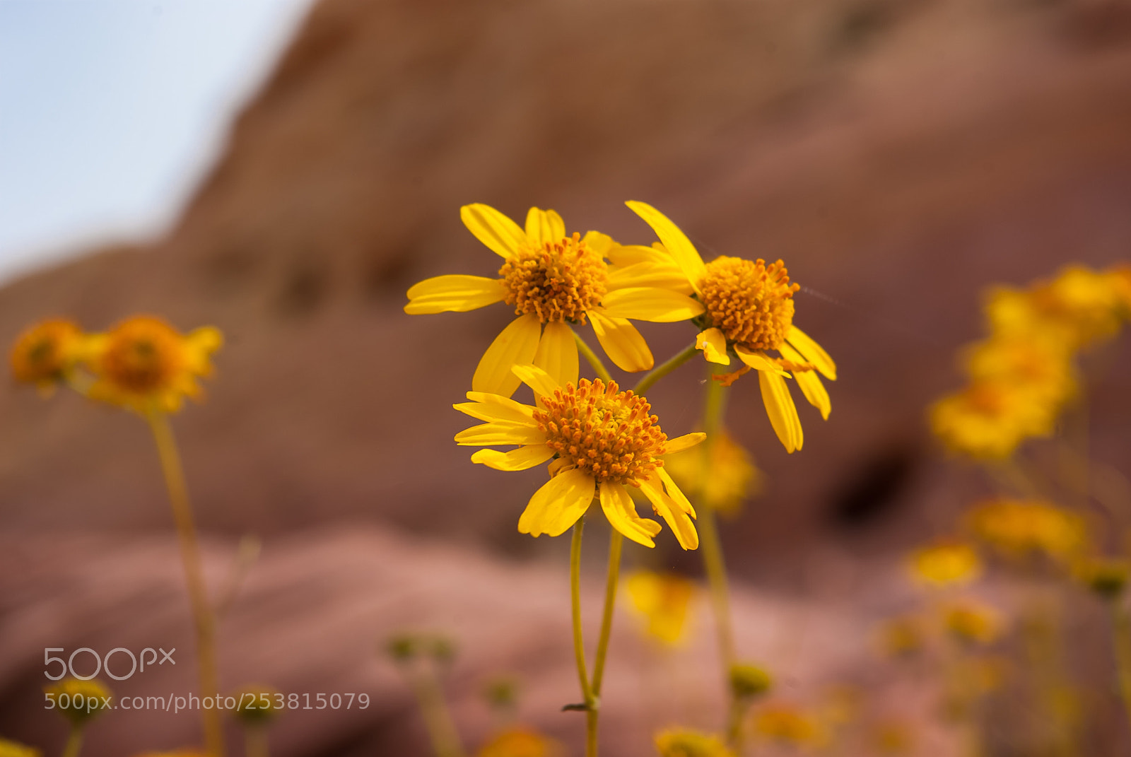 Pentax K10D sample photo. Valley of fire wildflowers photography