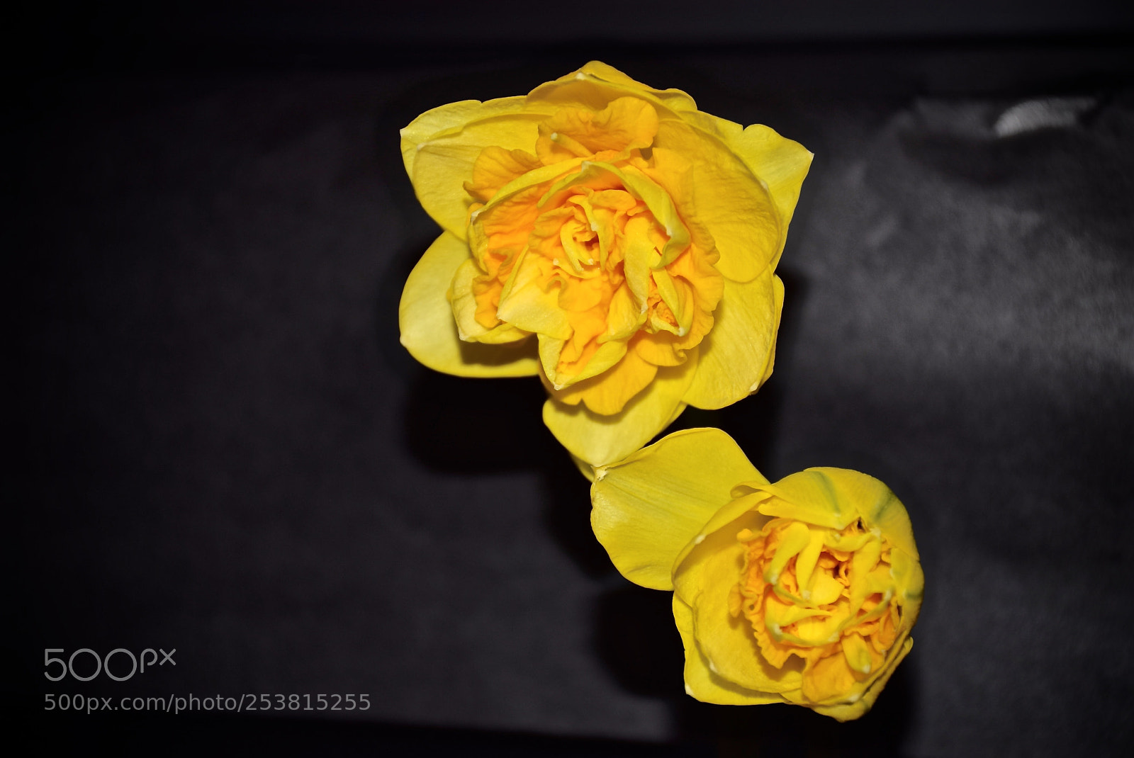 Nikon D3300 sample photo. { spring sprung } photography