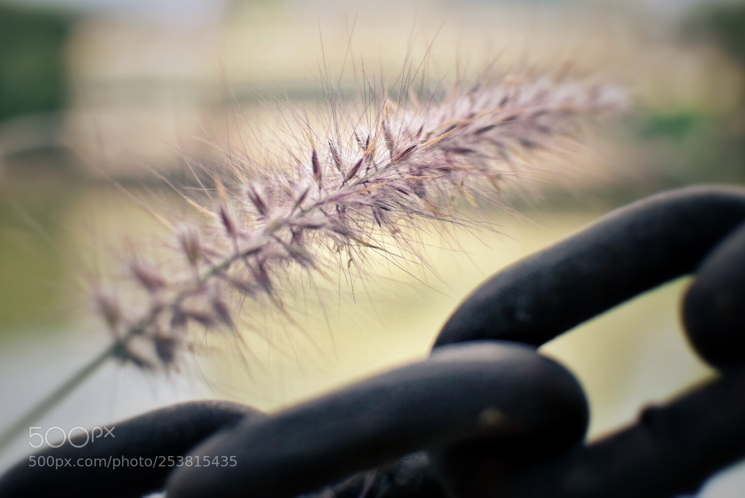 Nikon D7200 sample photo. 刚与柔. photography