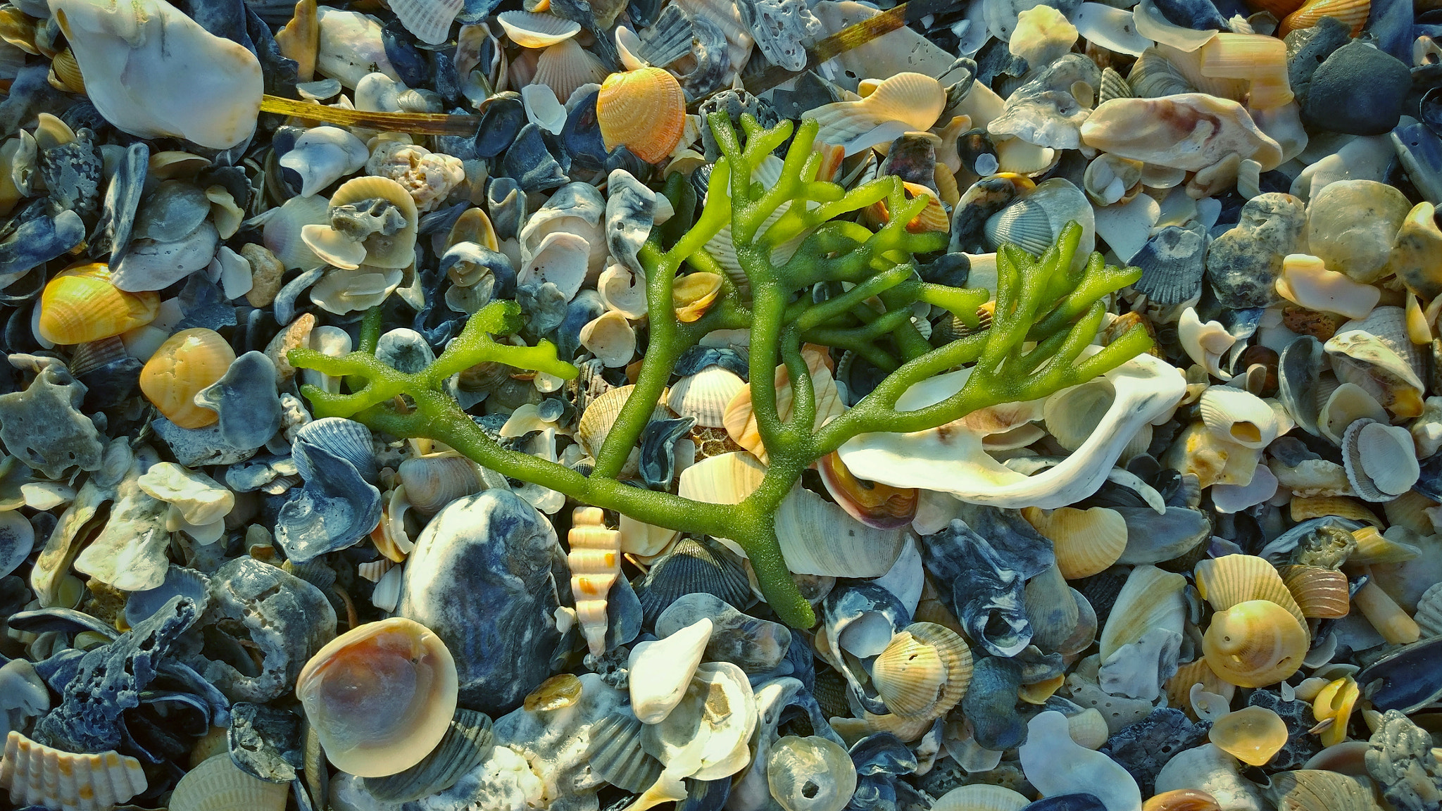 OnePlus A3000 sample photo. Out of the sea photography