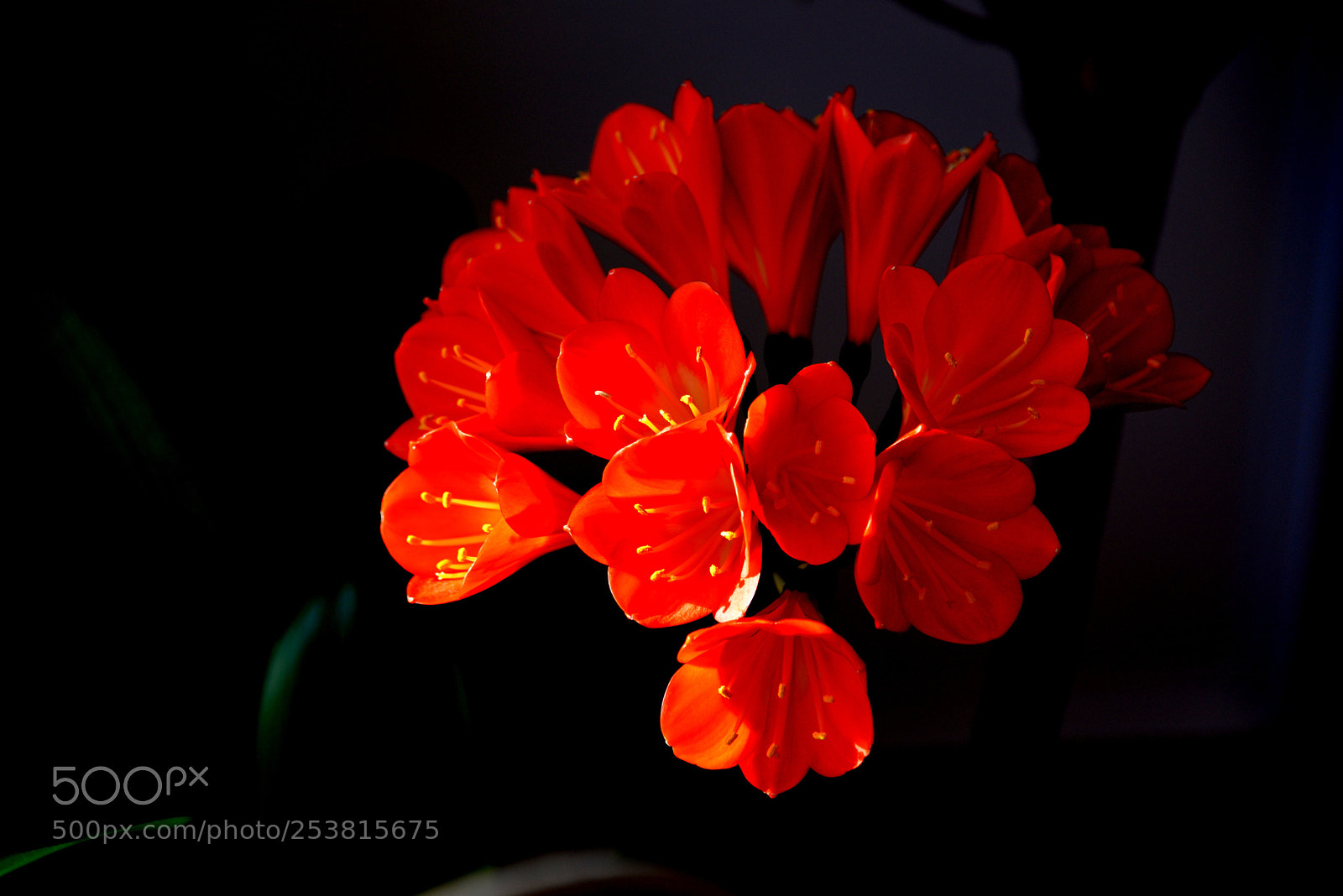 Nikon D610 sample photo. 君子兰clivia miniata photography