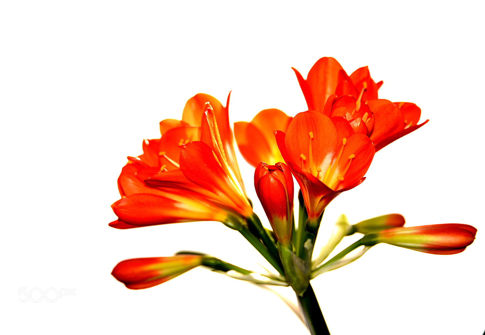 Nikon D610 sample photo. Clivia miniata photography