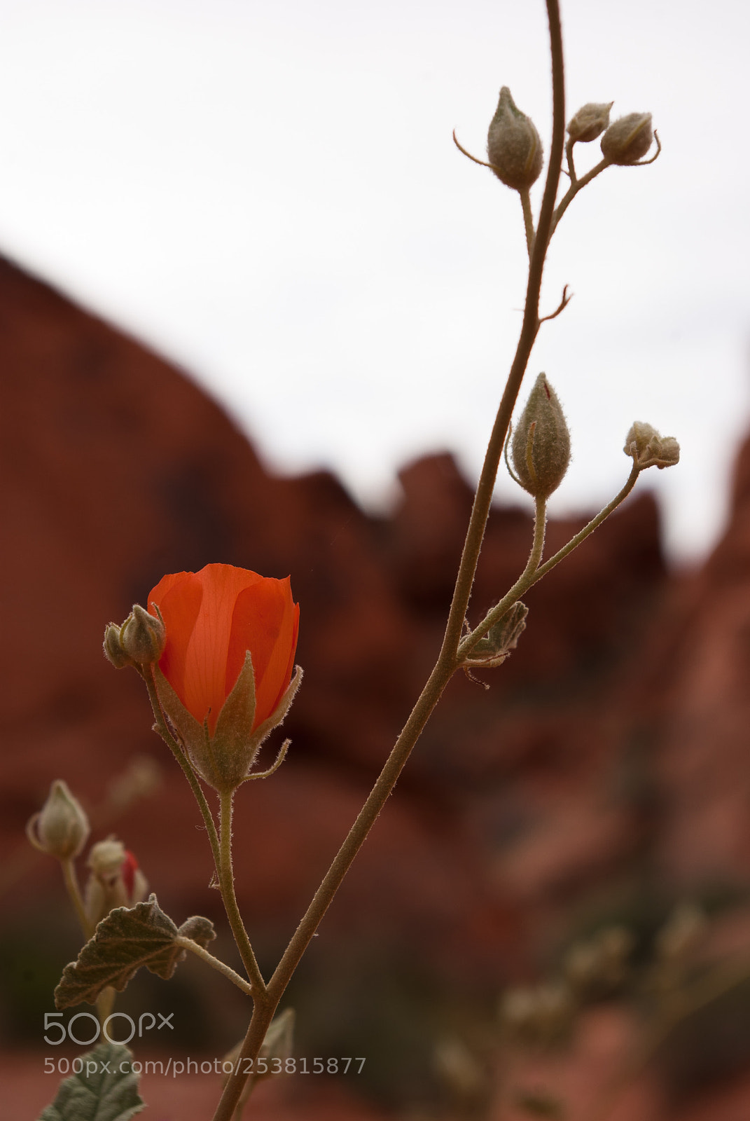 Pentax K10D sample photo. Valley of fire flower photography