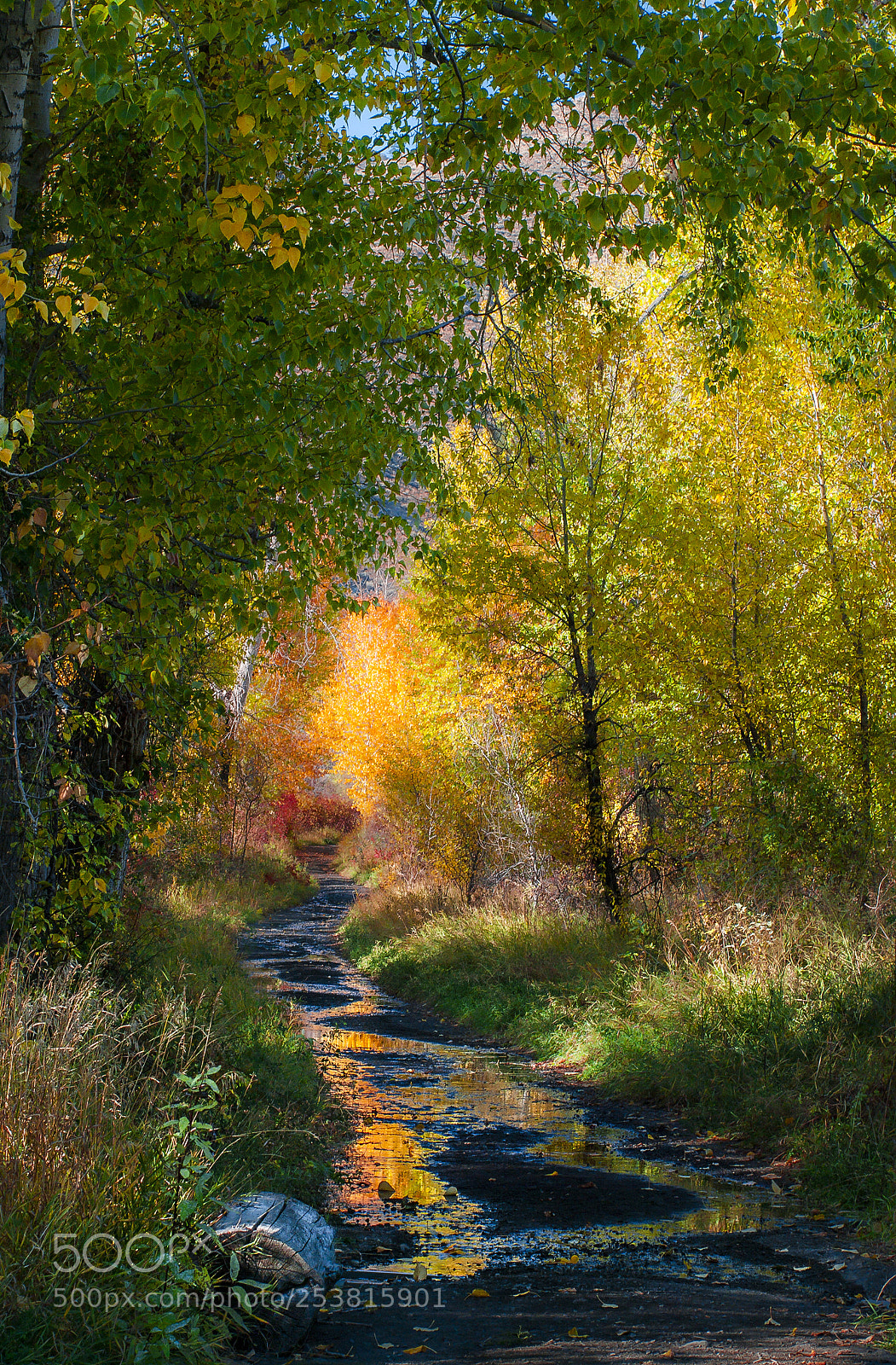 Pentax K20D sample photo. Creek path photography