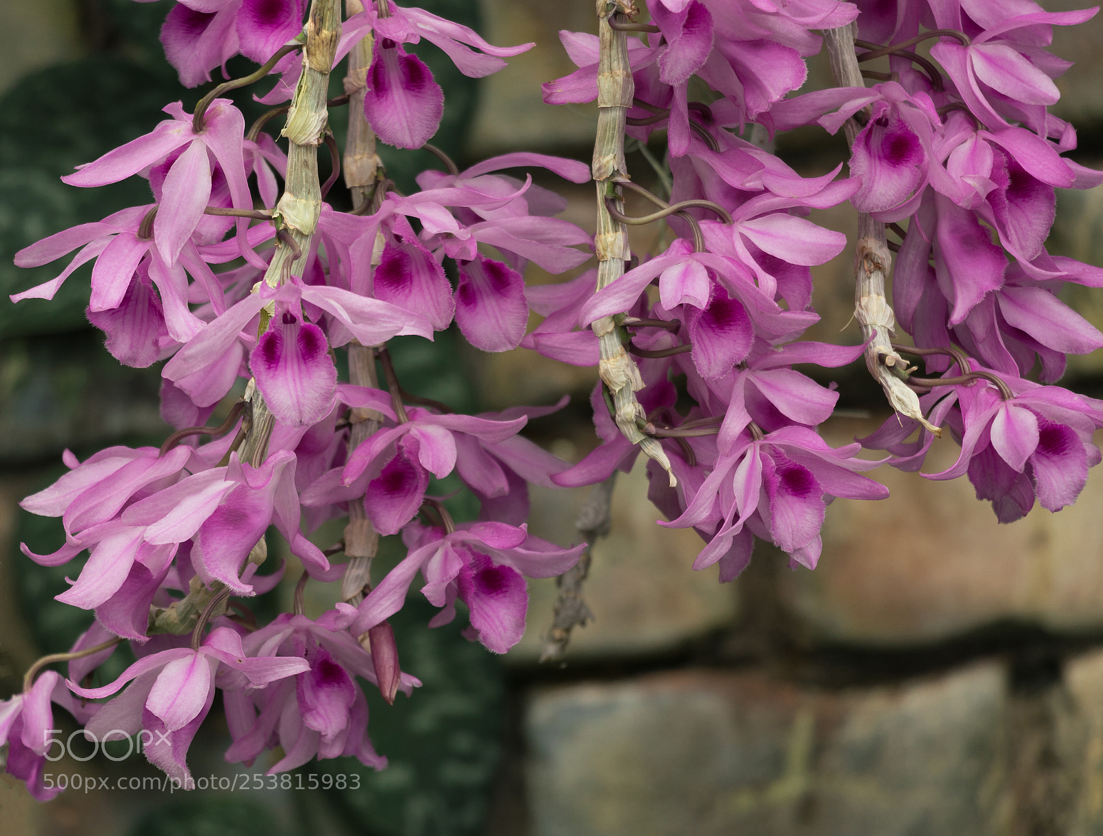 Canon EOS 800D (EOS Rebel T7i / EOS Kiss X9i) sample photo. Orchid - dendrobium gratiosissimum photography