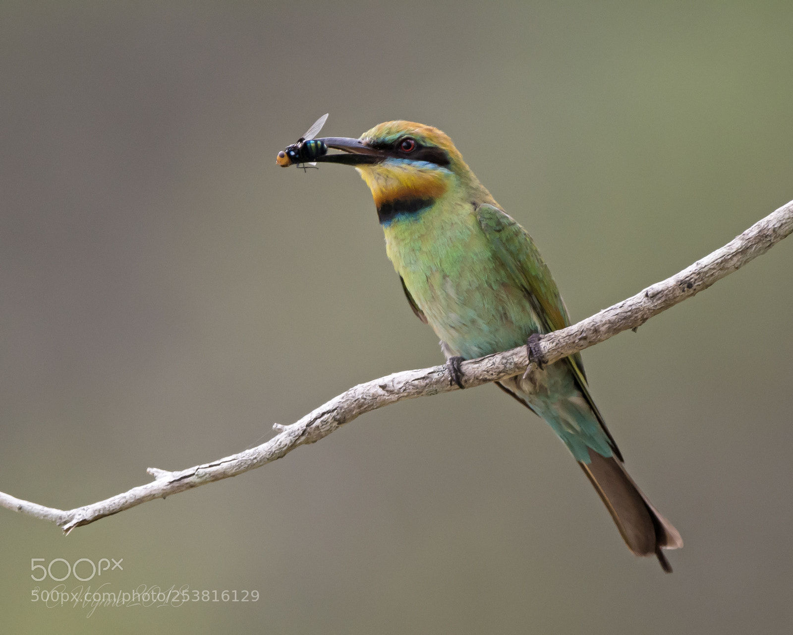 Nikon D7100 sample photo. Rainbow bee-eater (female) photography