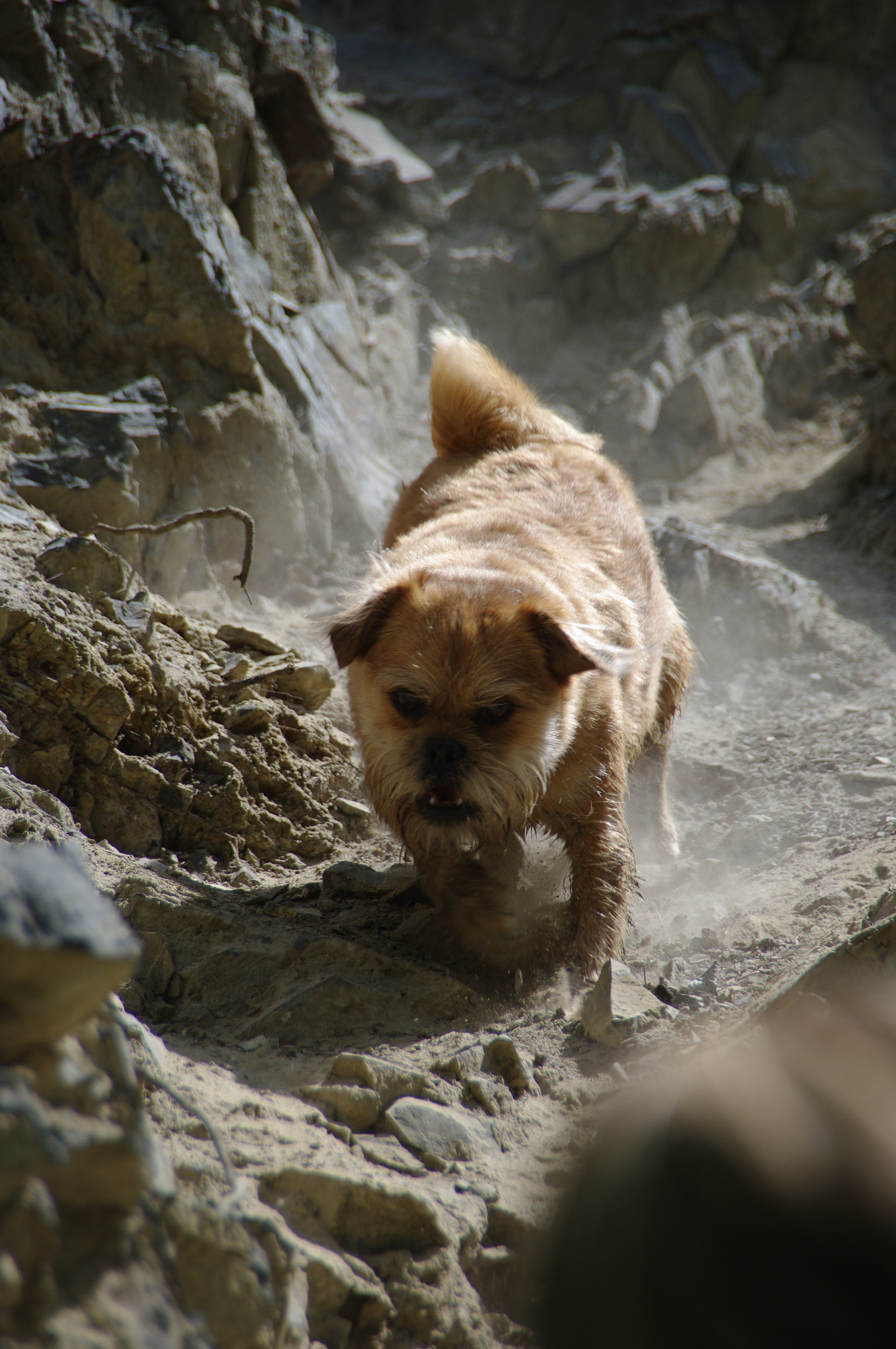 Pentax K20D sample photo. Mountain pug photography