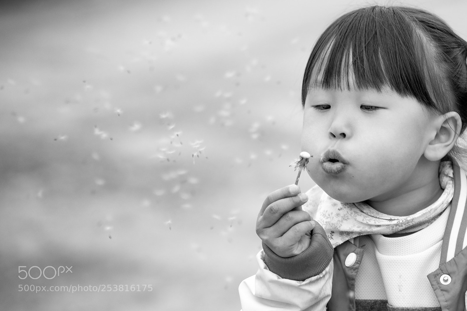 Canon EOS 5D Mark IV sample photo. 바람꽃 photography