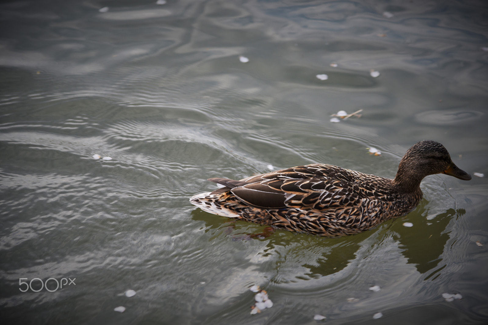 Nikon AF-S Nikkor 24-120mm F4G ED VR sample photo. Ducky waves photography