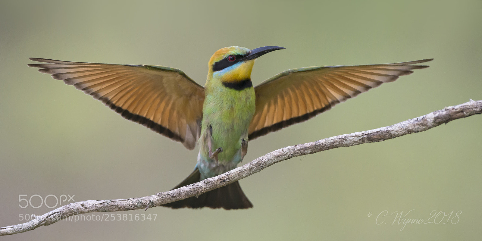 Nikon D7100 sample photo. Rainbow bee-eater (male) photography