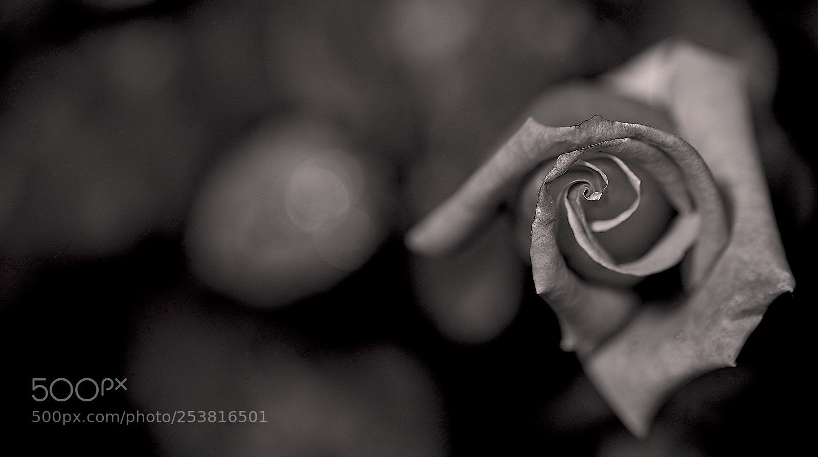 Canon EOS 6D Mark II sample photo. Winding rose photography