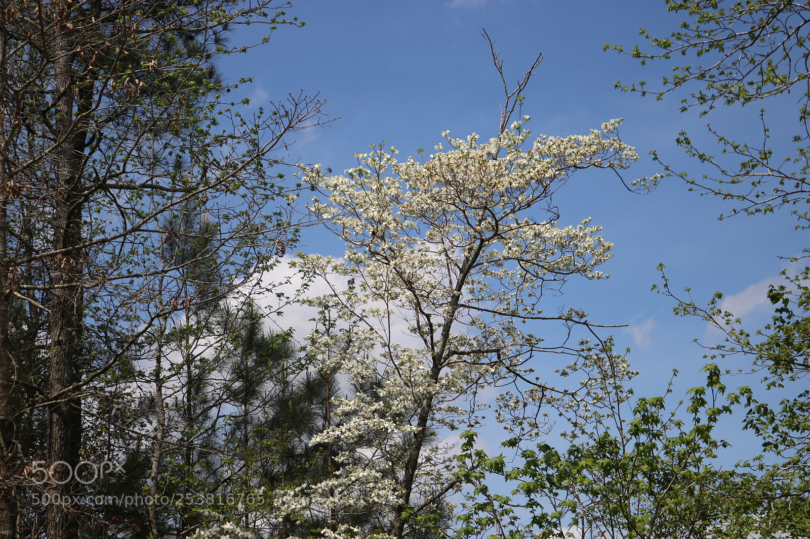 Canon EOS 750D (EOS Rebel T6i / EOS Kiss X8i) sample photo. () photography