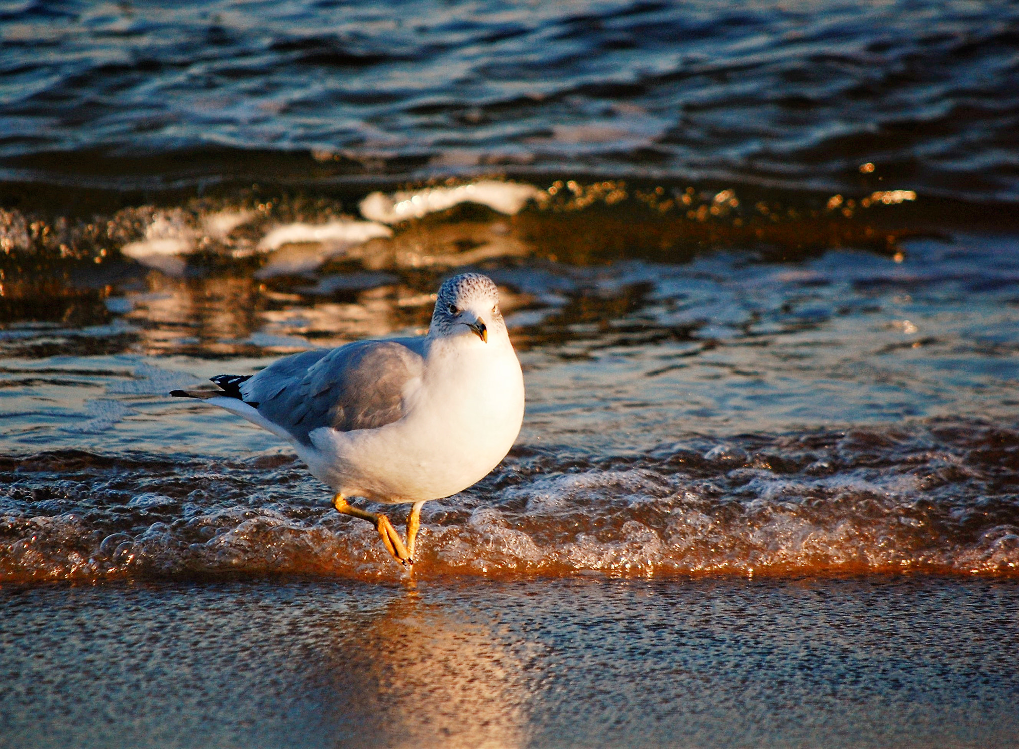 Nikon D40 sample photo. Seagull photography