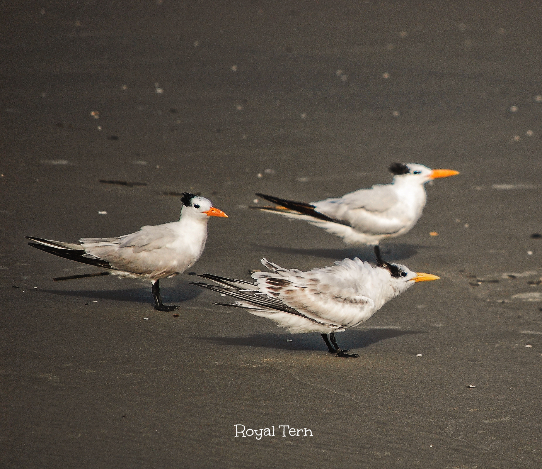 Nikon D40 sample photo. Royal terns photography