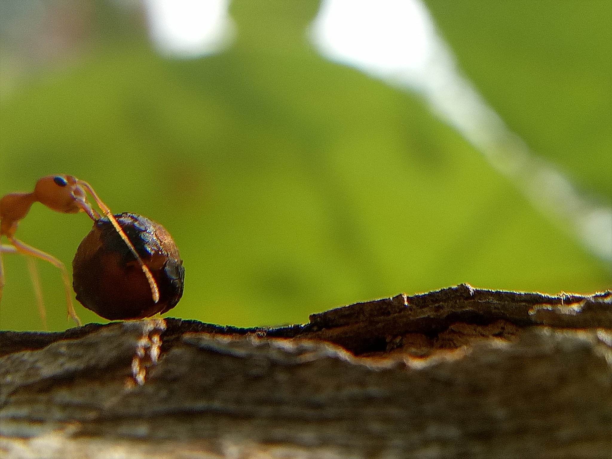 OPPO A1601 sample photo