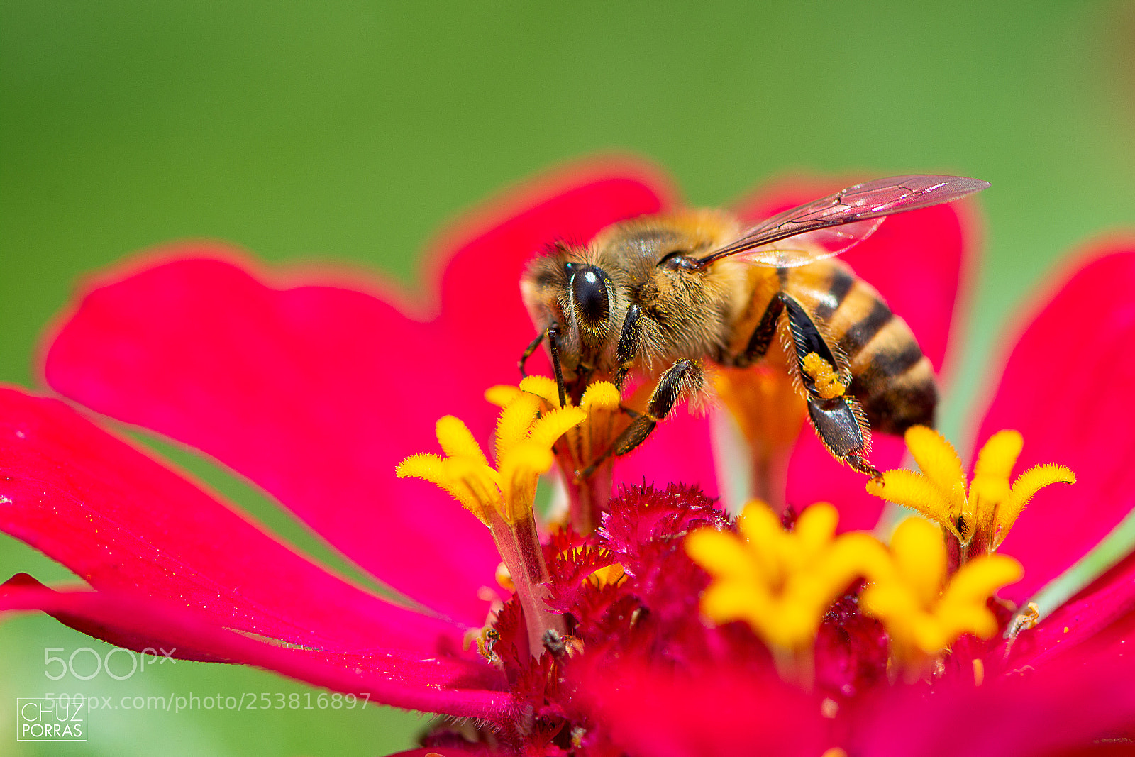 Nikon D7100 sample photo. Bee photography