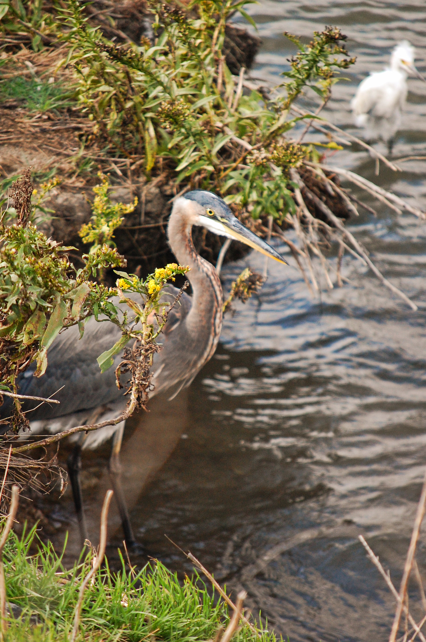 Nikon D40 sample photo. Gbheron photography