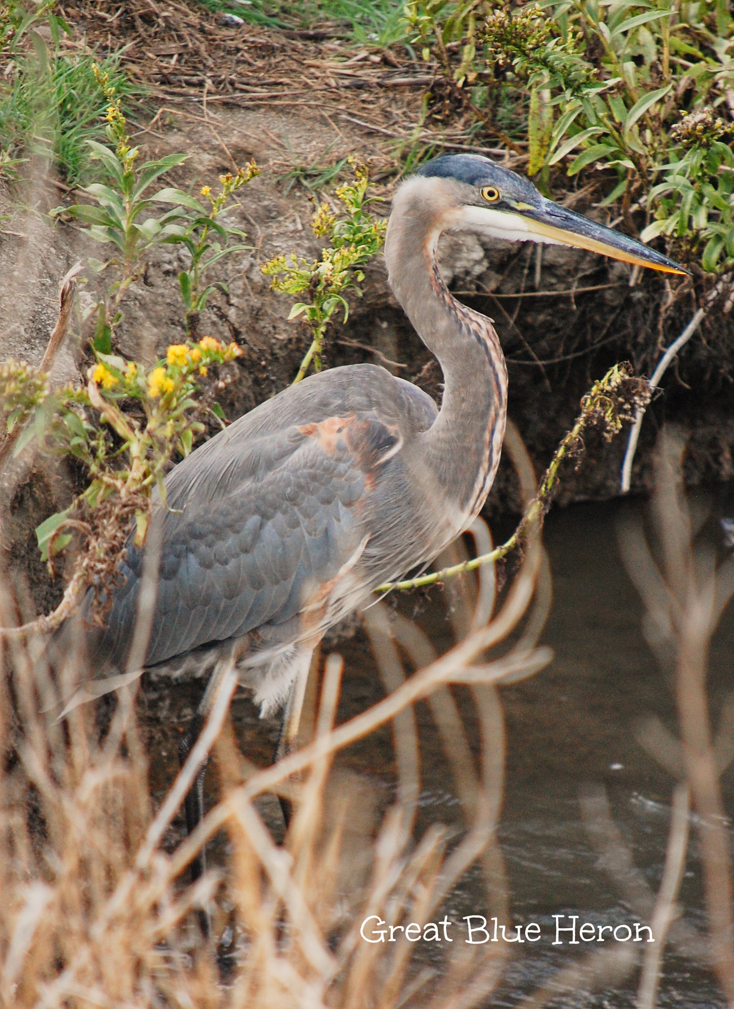 Nikon D40 sample photo. Gbheron photography