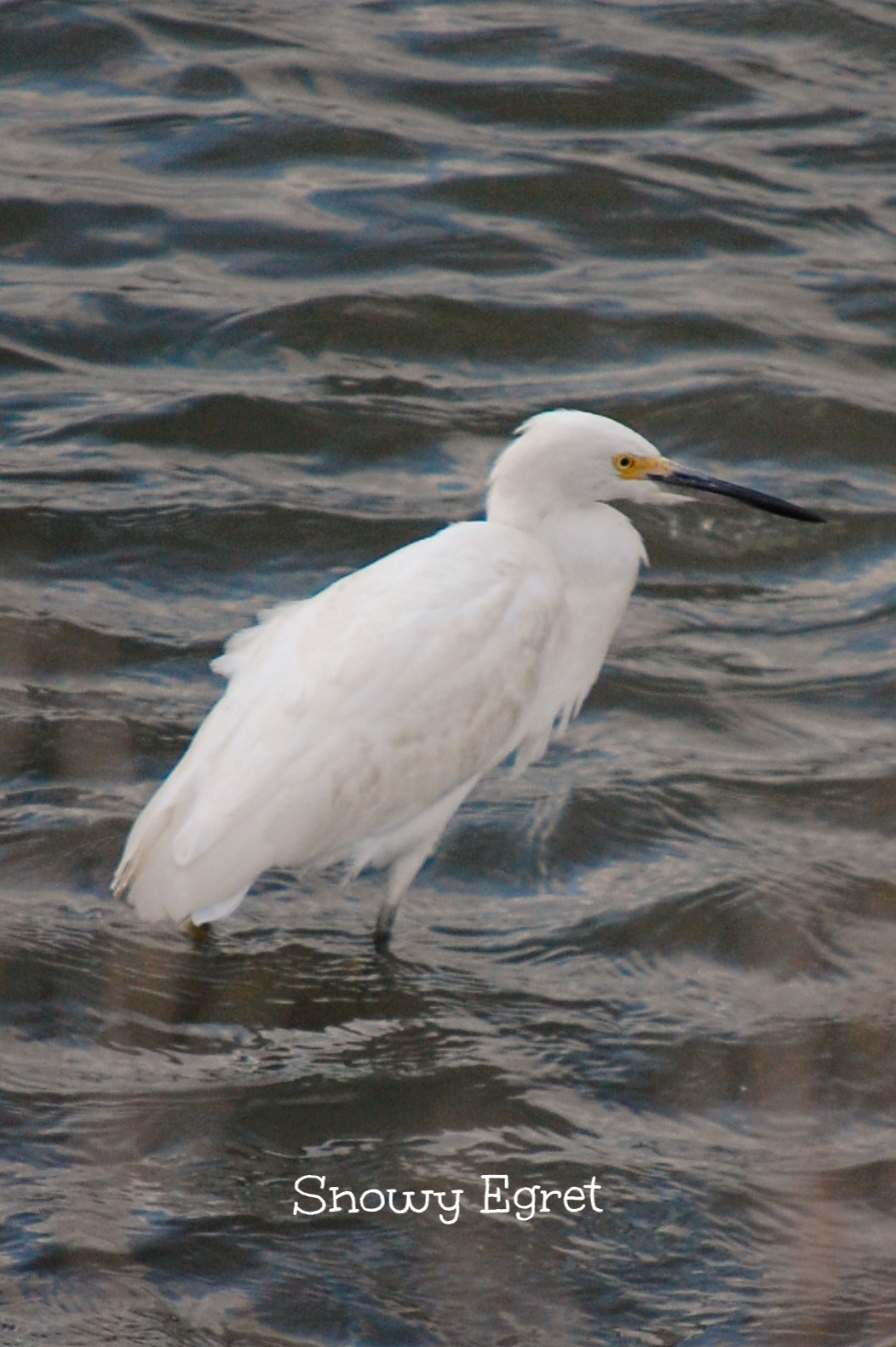 Nikon D40 sample photo. S egret photography