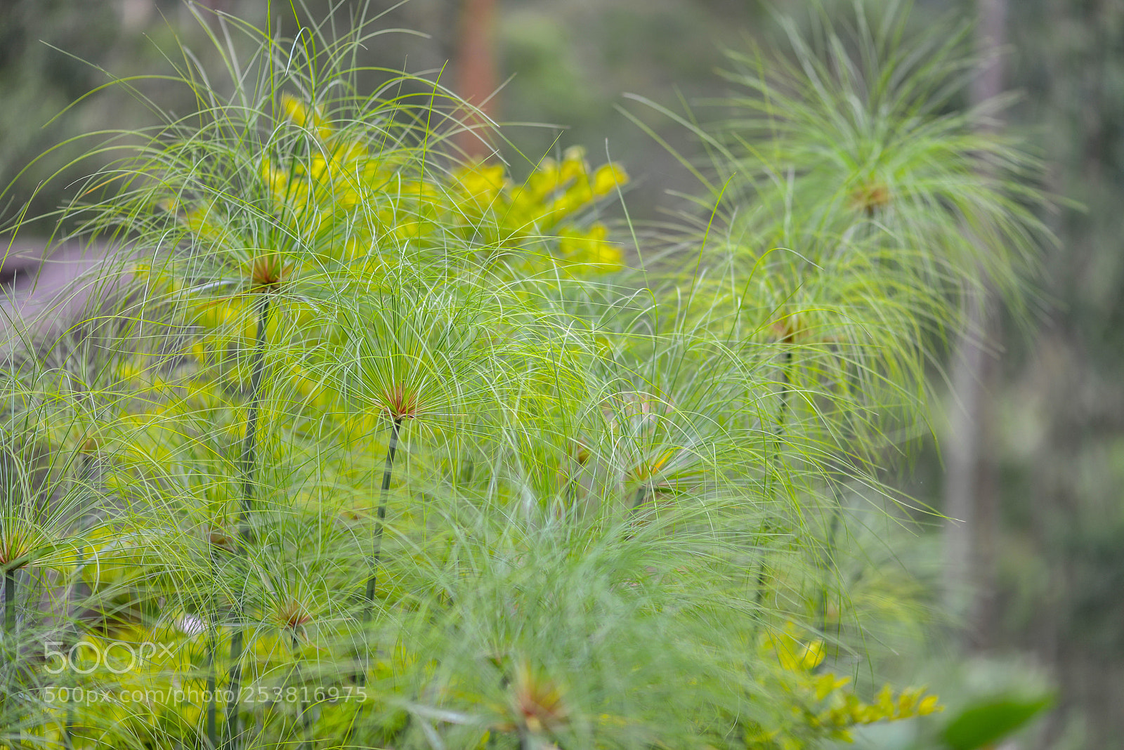 Nikon D610 sample photo. Papiro plant photography