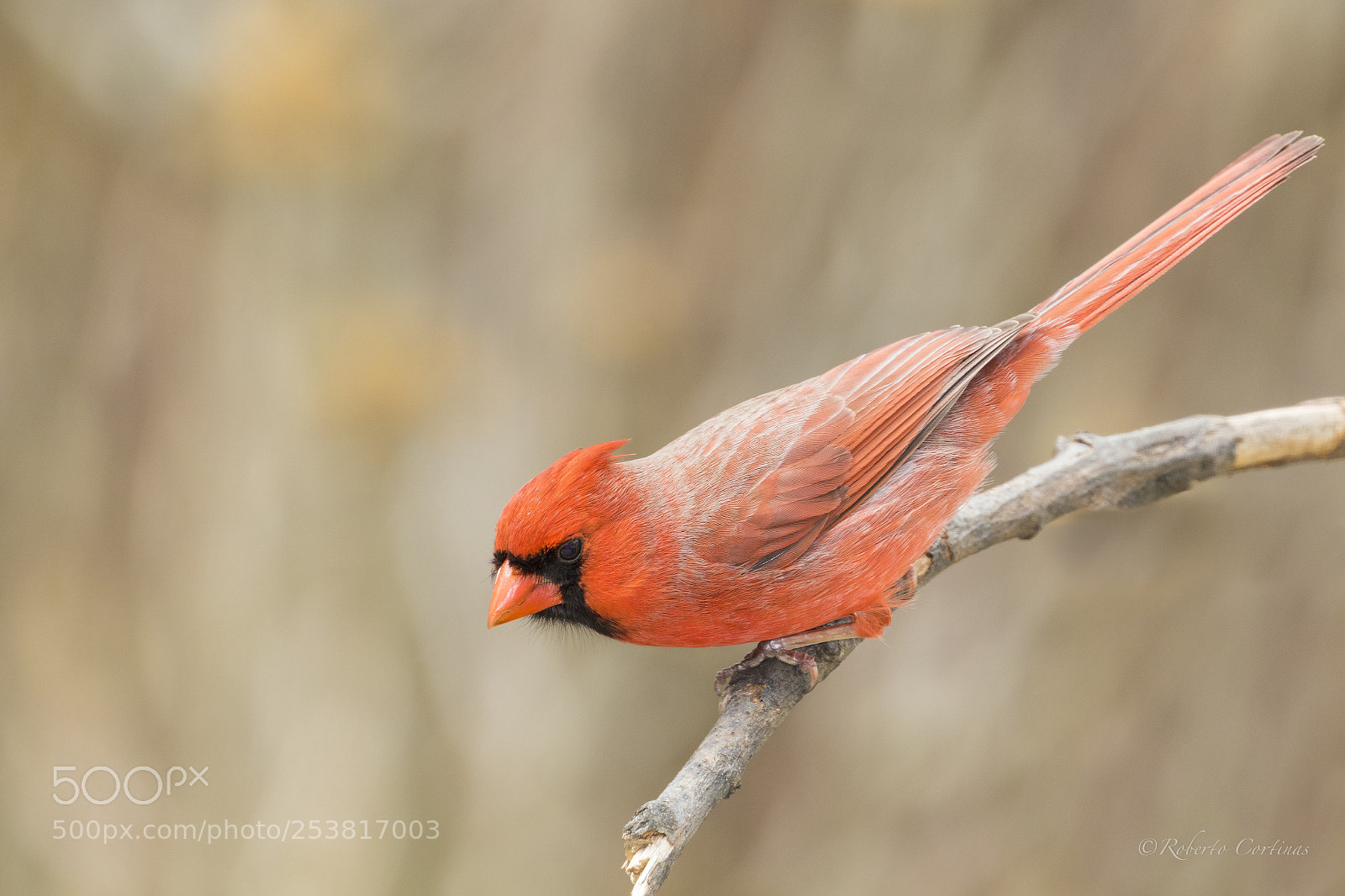 Canon EOS 7D Mark II sample photo. Northern cardinal photography