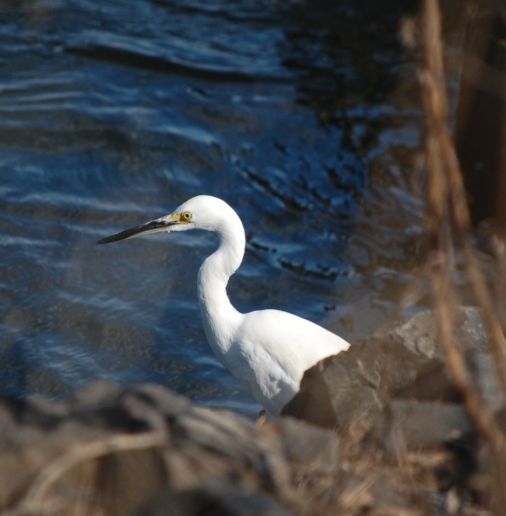 Nikon D40 sample photo. Egret photography