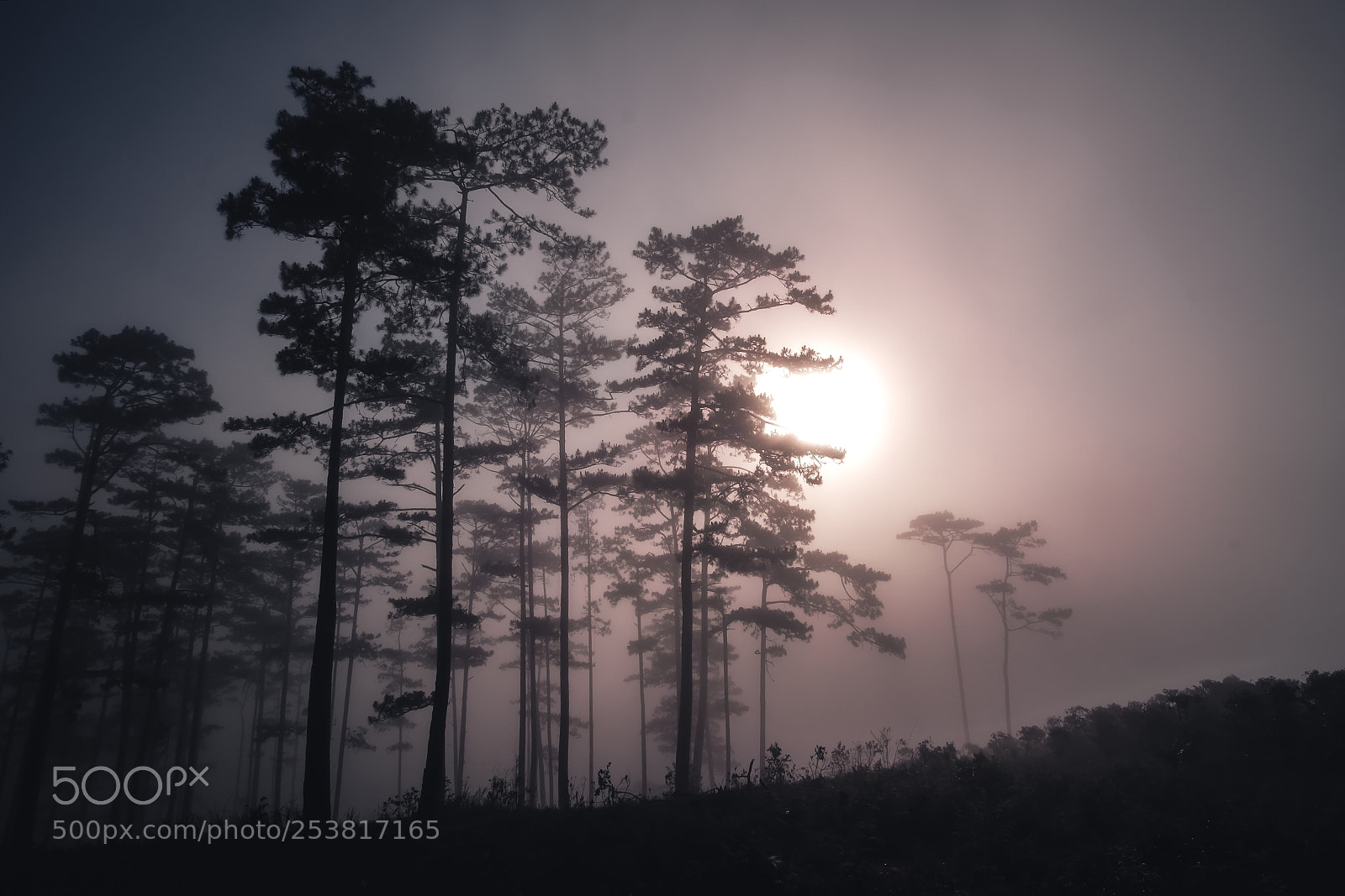 Fujifilm X-T20 sample photo. Fog in forest photography