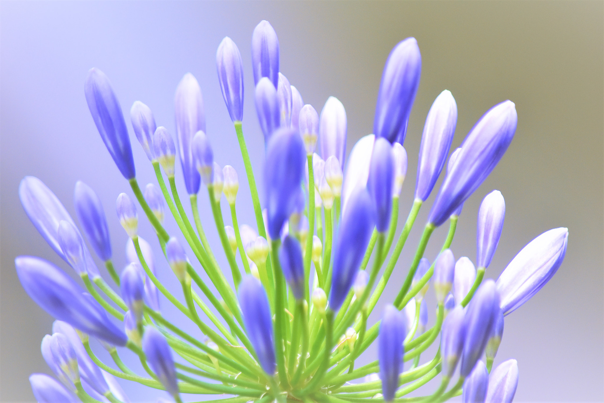Nikon D5500 sample photo. Agapanthus♪ photography