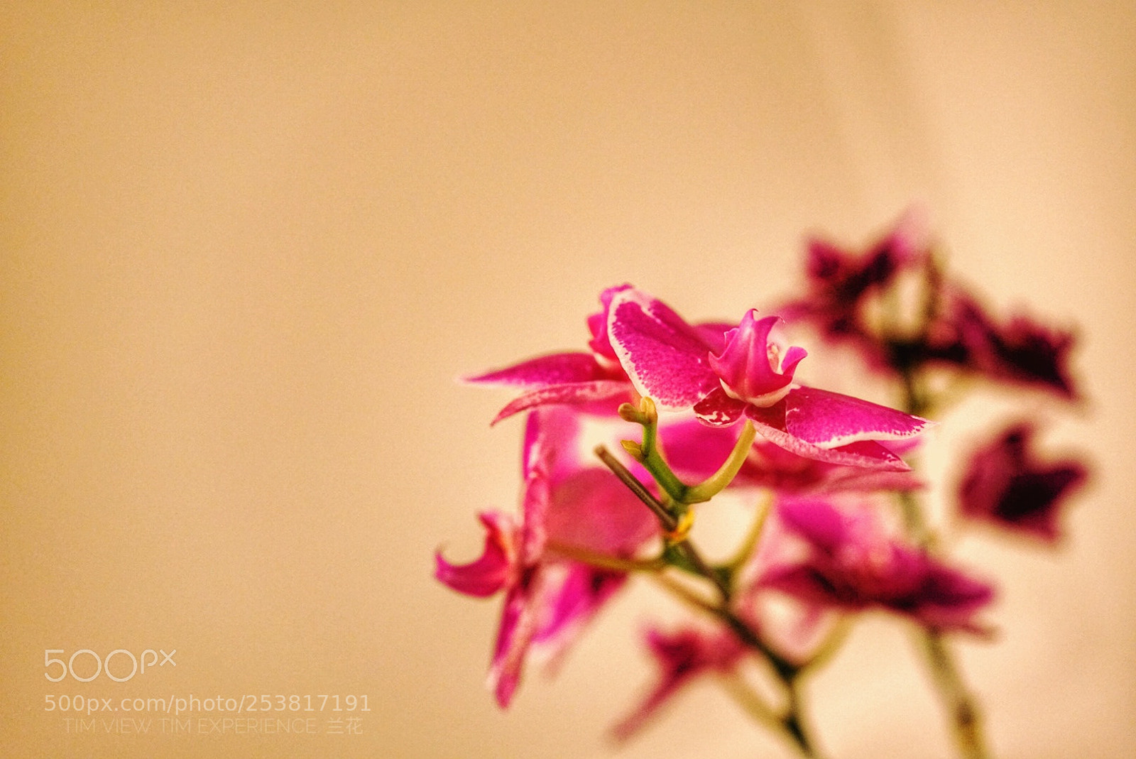 Sony a7R II sample photo. Untitled photography