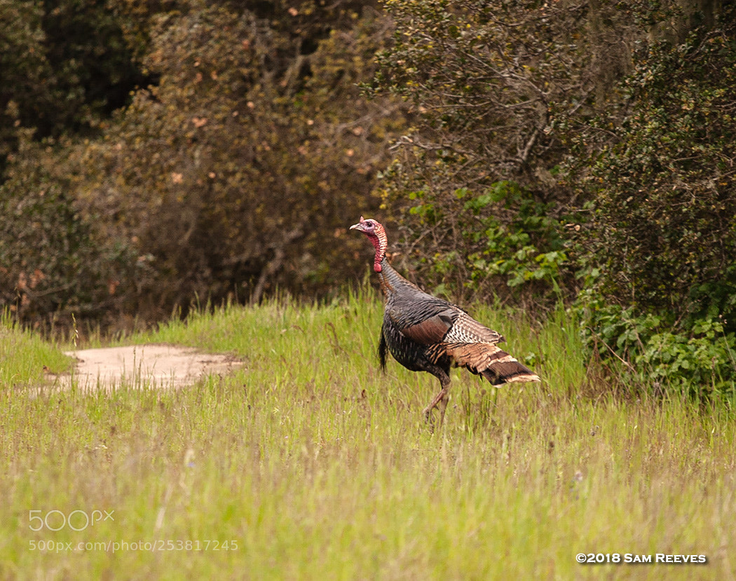 Canon EOS 5D sample photo. Fort ord turkey photography
