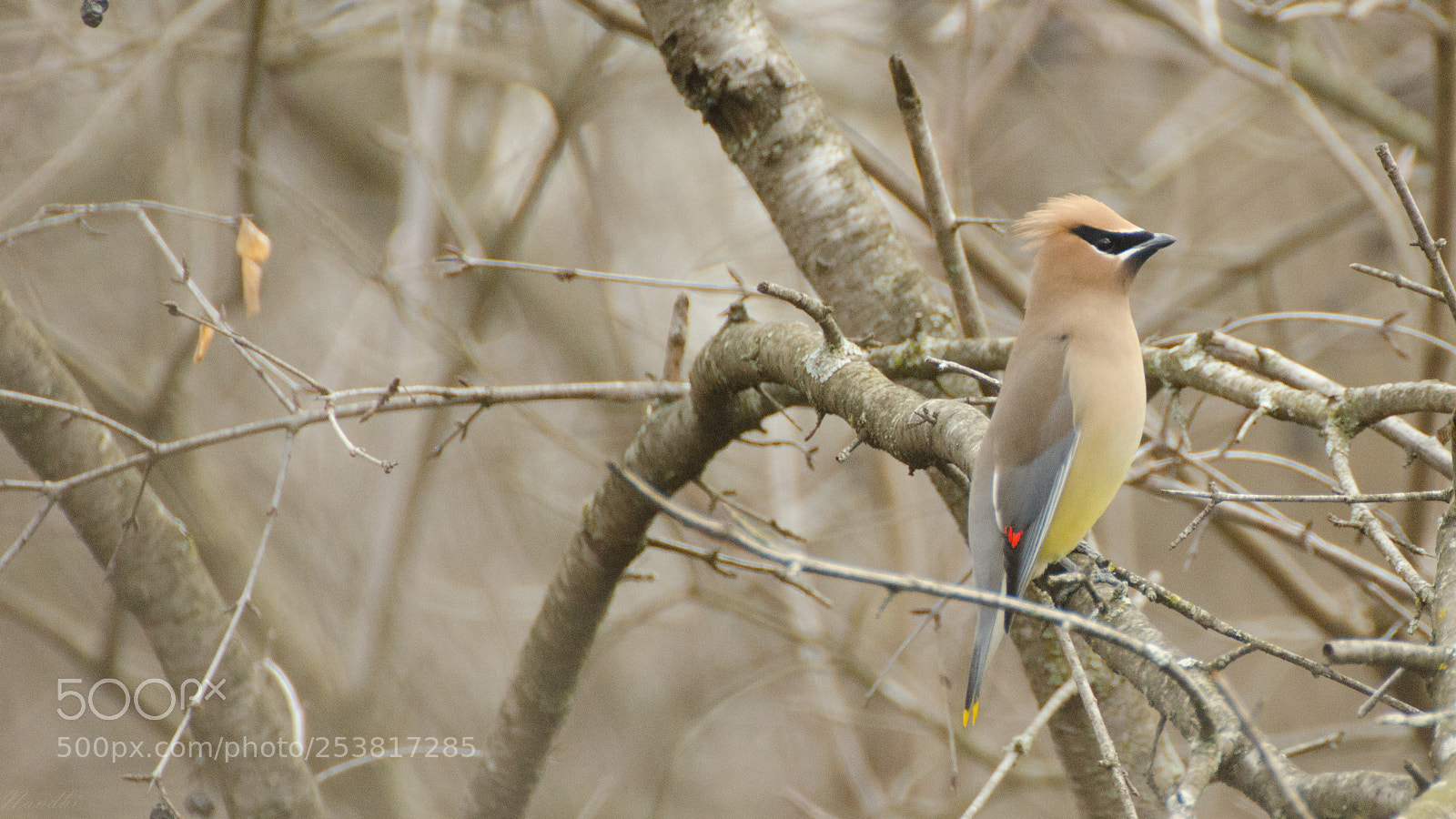 Nikon D7000 sample photo. Cedarwaxing photography