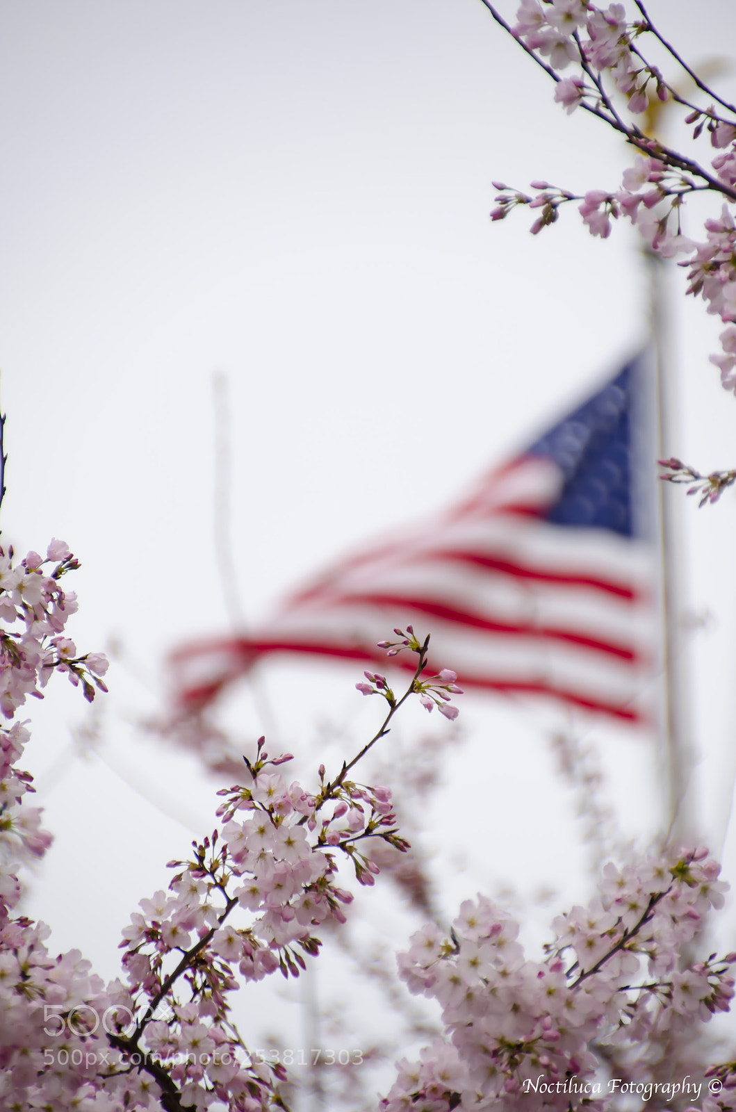 Nikon D5100 sample photo. Sakura trees in us photography