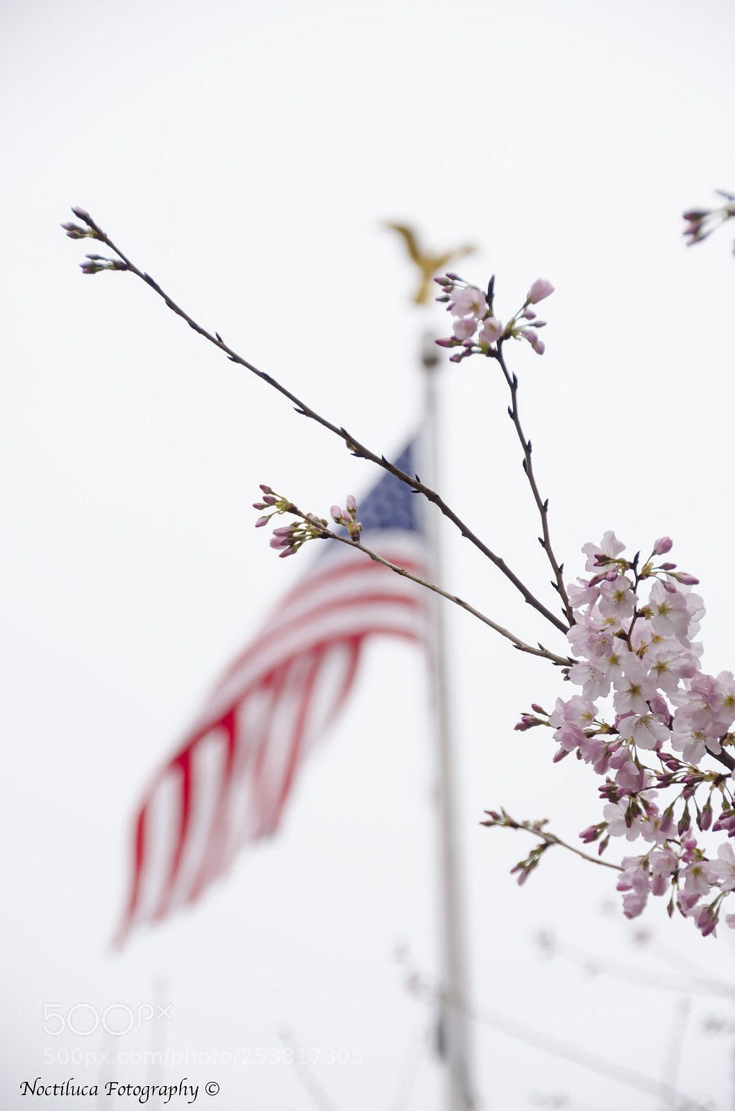 Nikon D5100 sample photo. Sakura trees in us photography