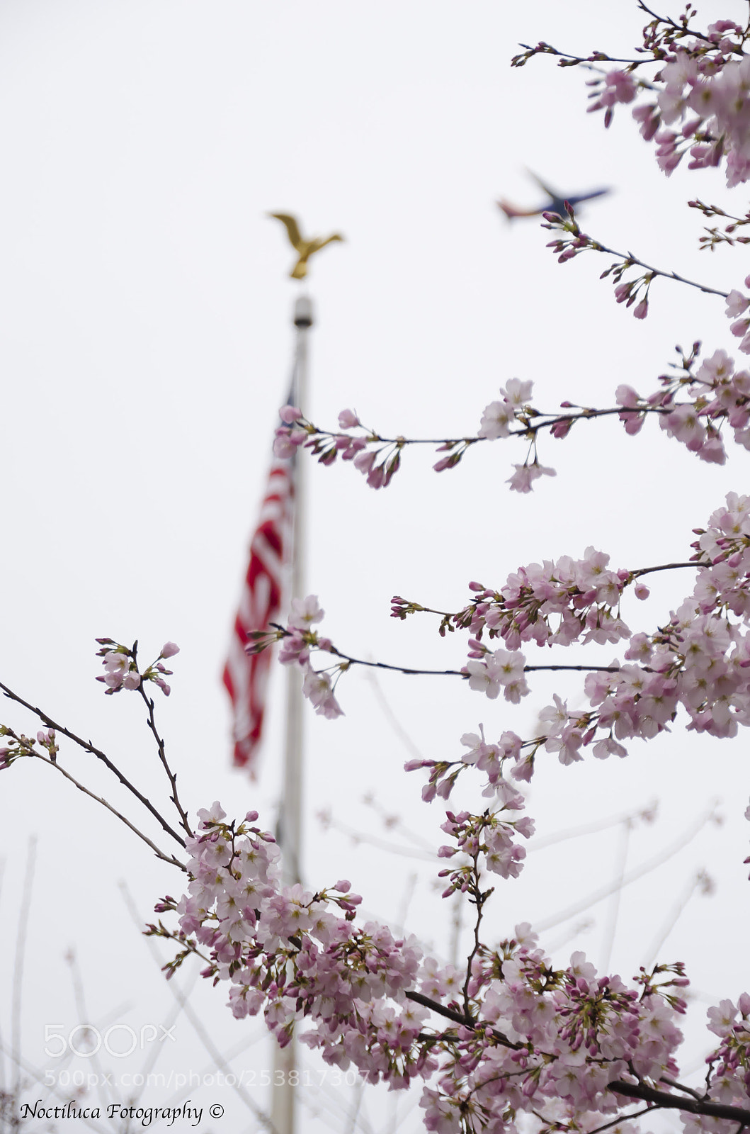 Nikon D5100 sample photo. Sakura trees in us photography