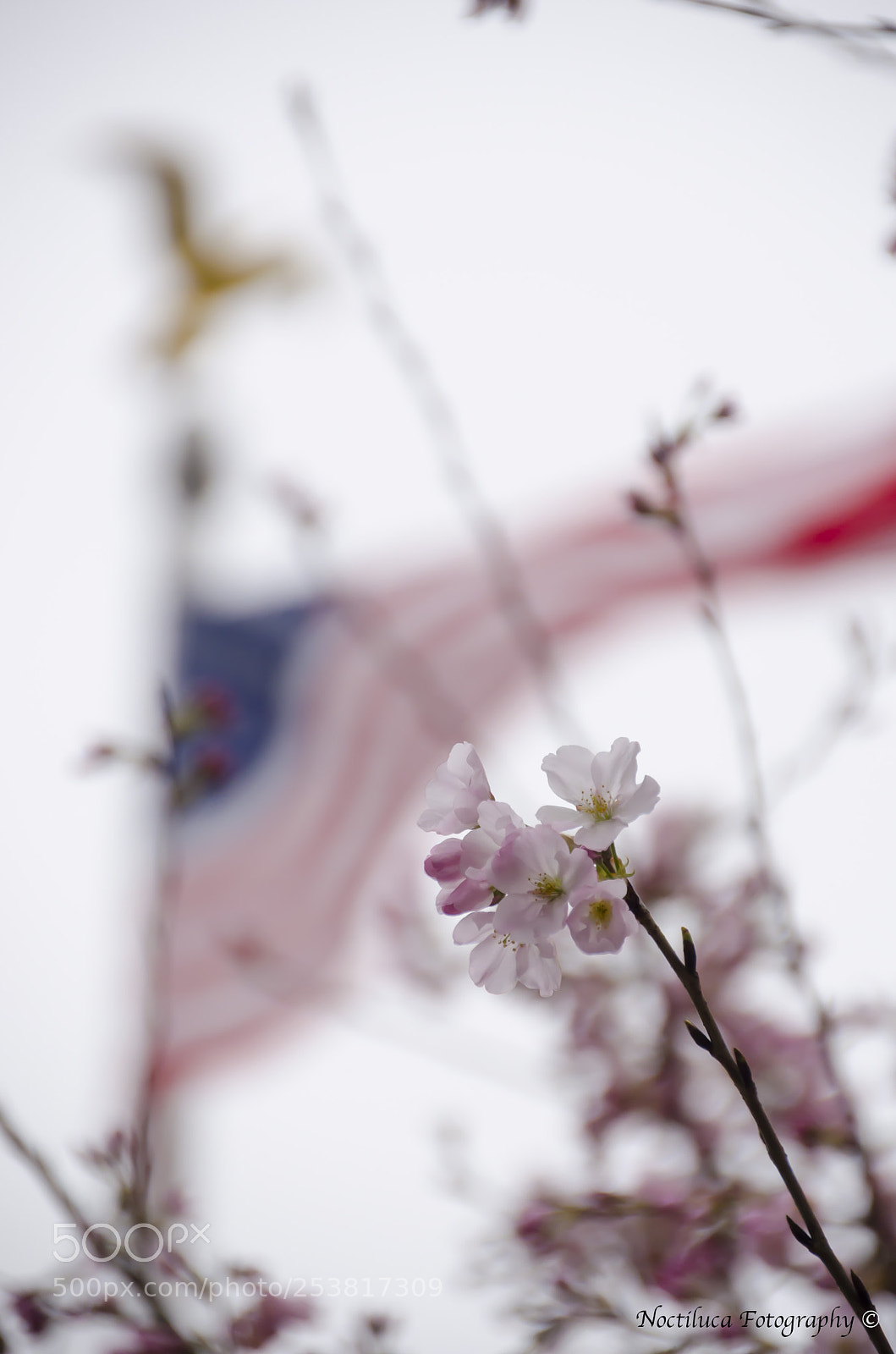 Nikon D5100 sample photo. Sakura trees in us photography