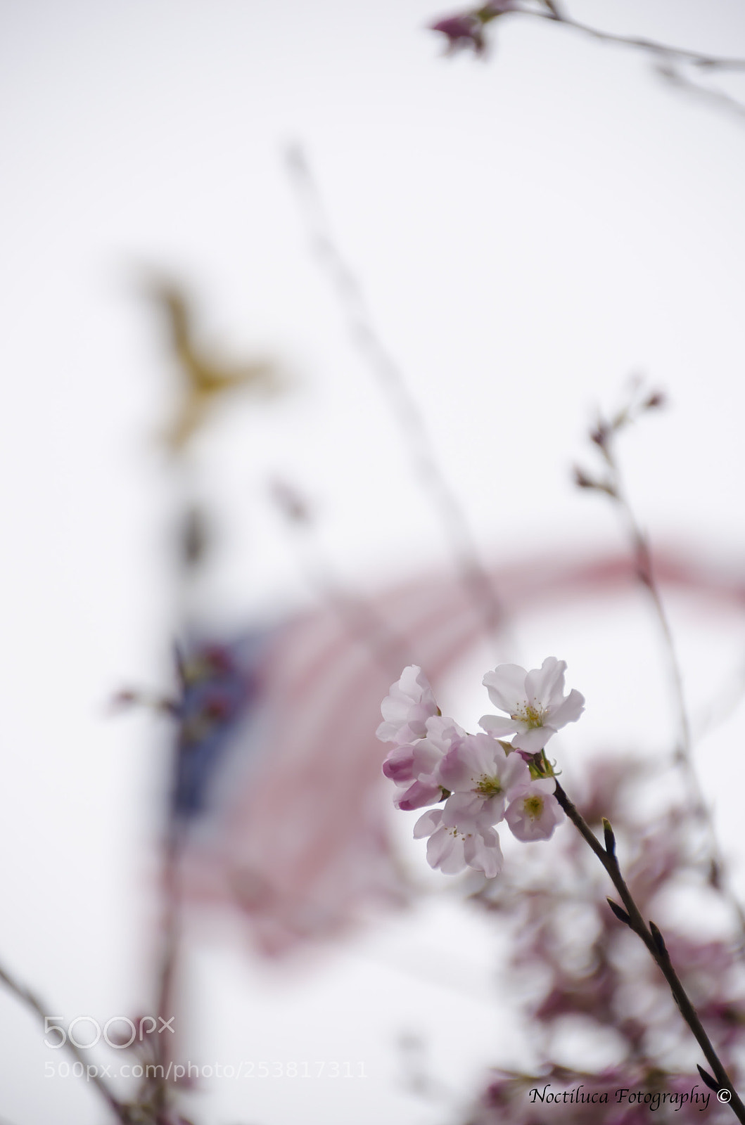 Nikon D5100 sample photo. Sakura trees in us photography